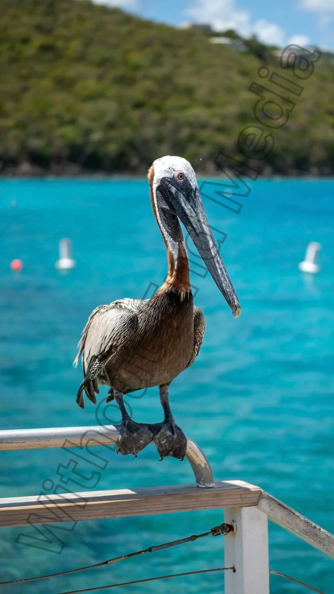 Pelican