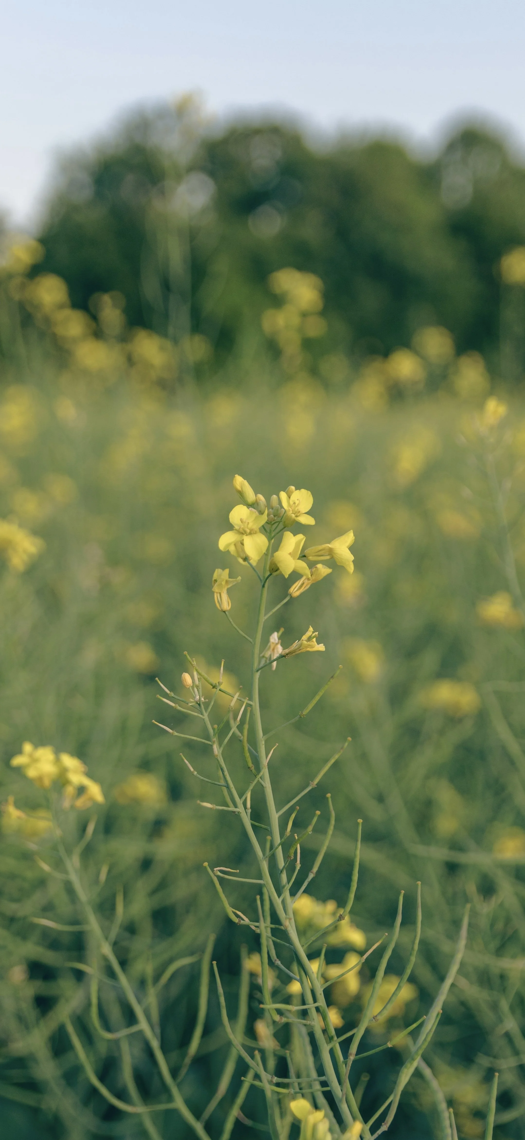 Yellow Wild Flowers