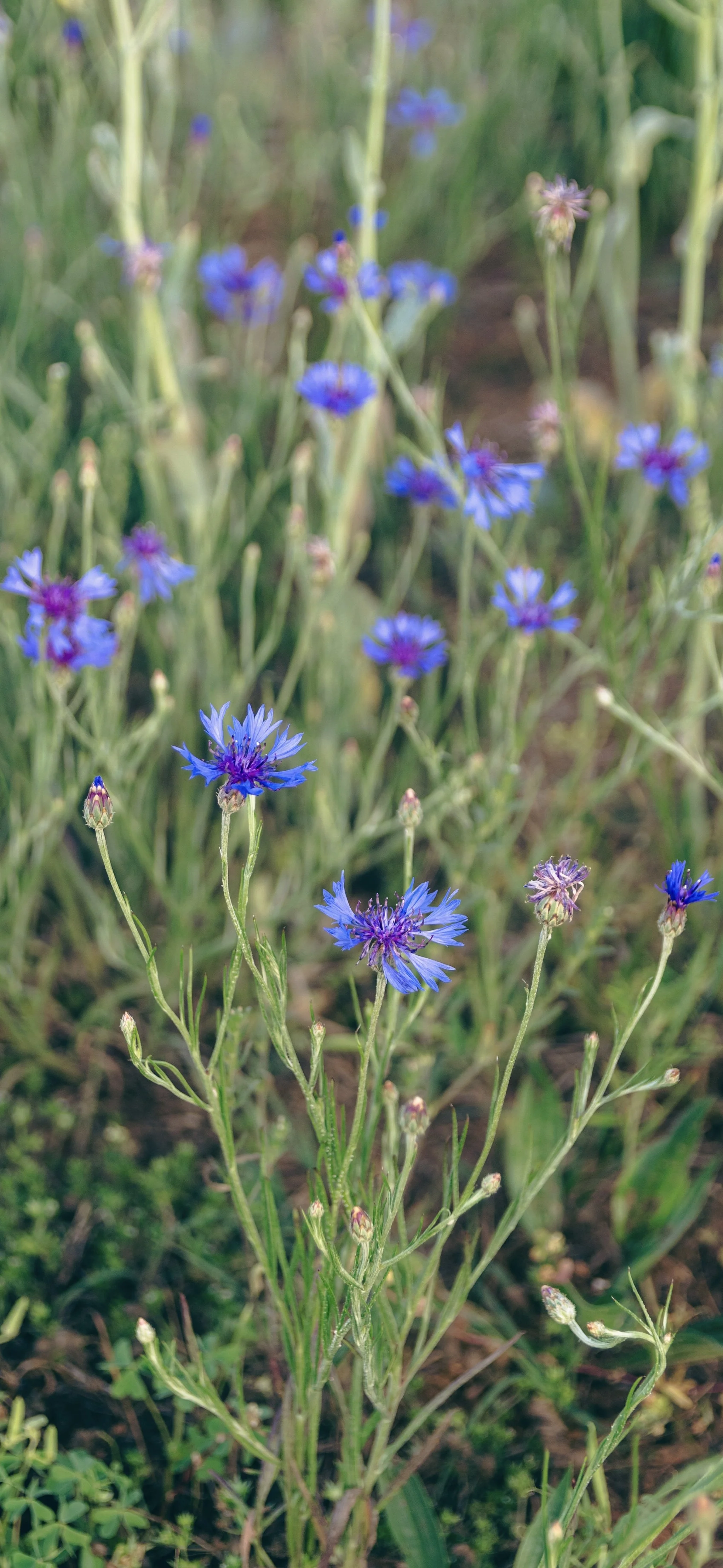 Blue Wild Flowers
