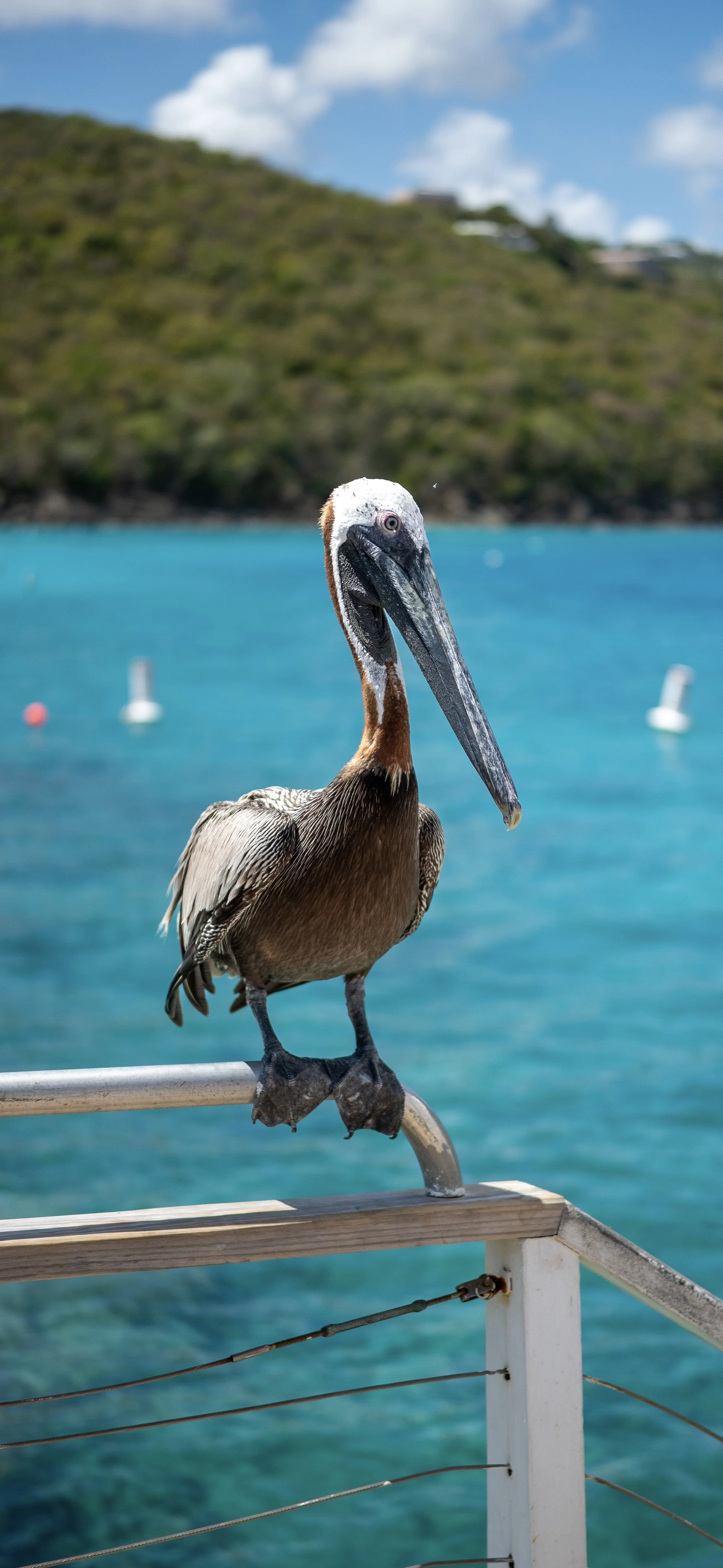 Pelican
