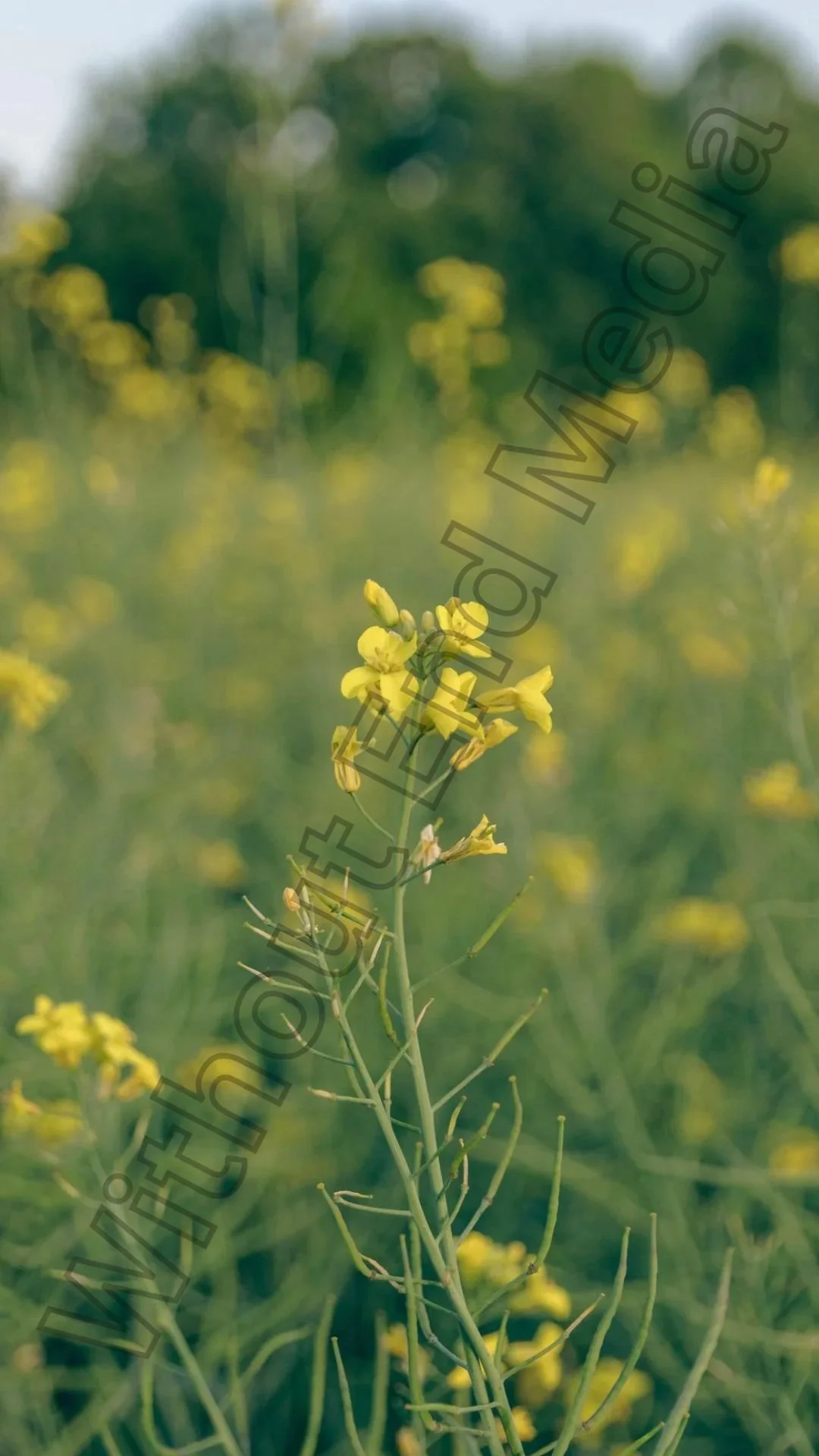 Yellow Wild Flowers