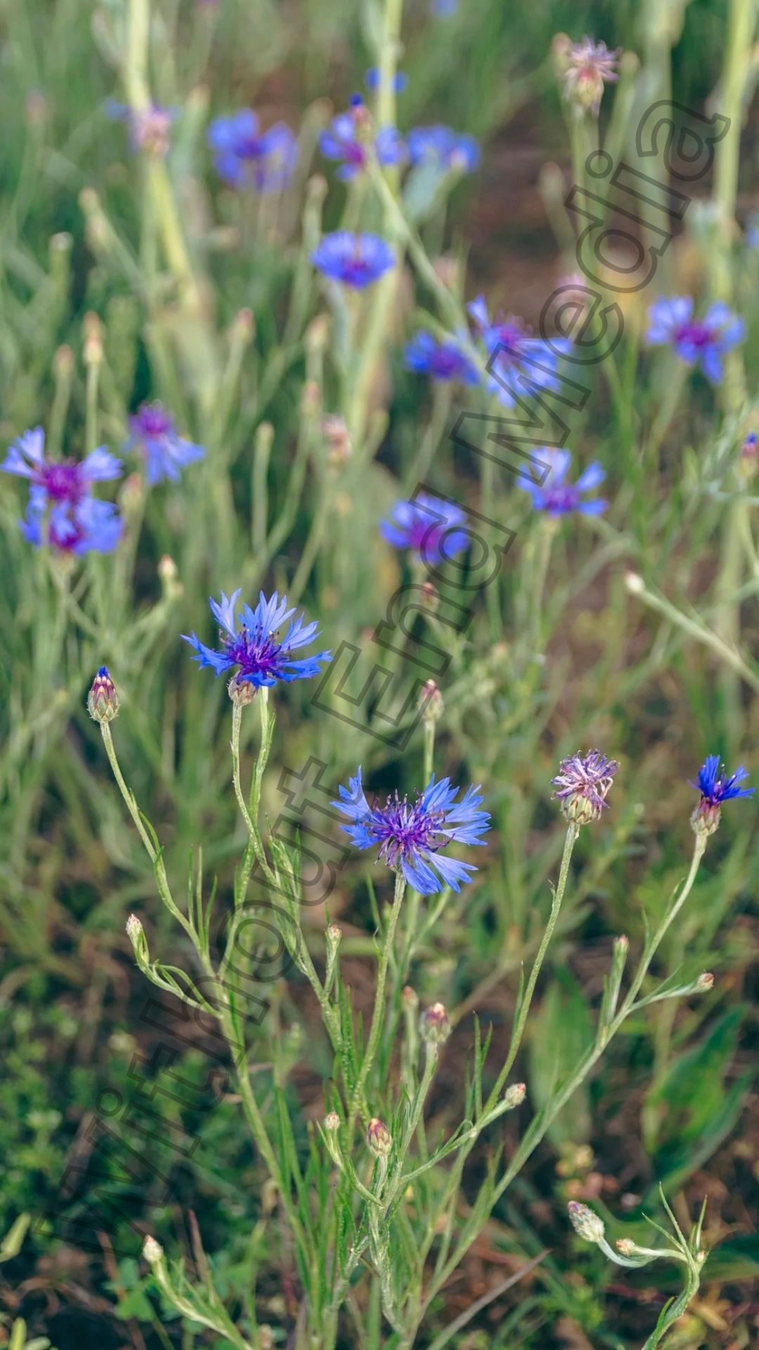Blue Wild Flowers