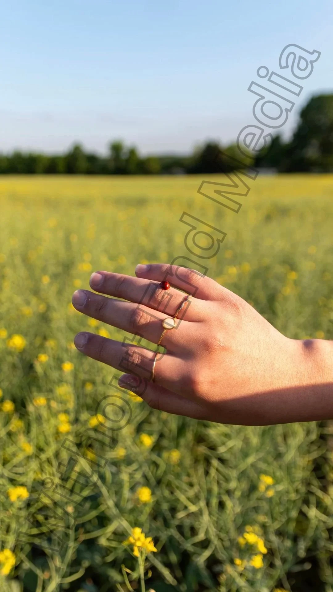 Ladybug