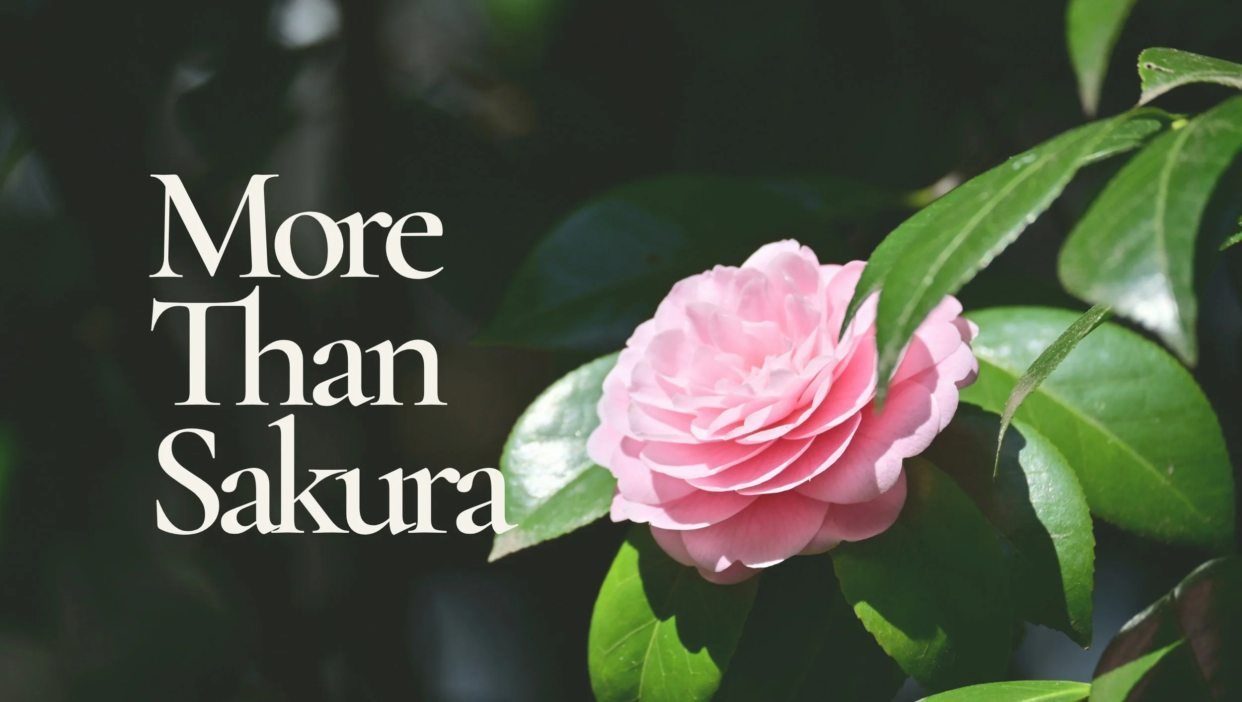 More Than Sakura brand image with a pink flower, linking to slow living, seasons, and life beyond labels.