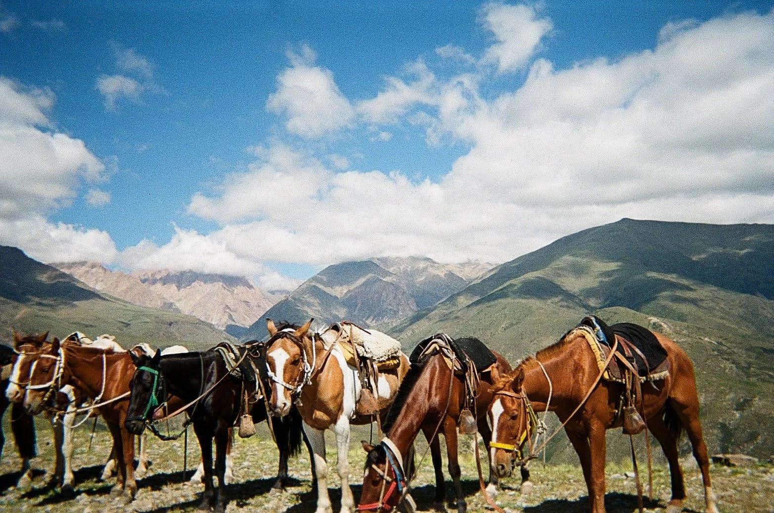 A group of horses with saddles and packs standing on a grassy plain in a mountainous landscape under a partly cloudy sky.