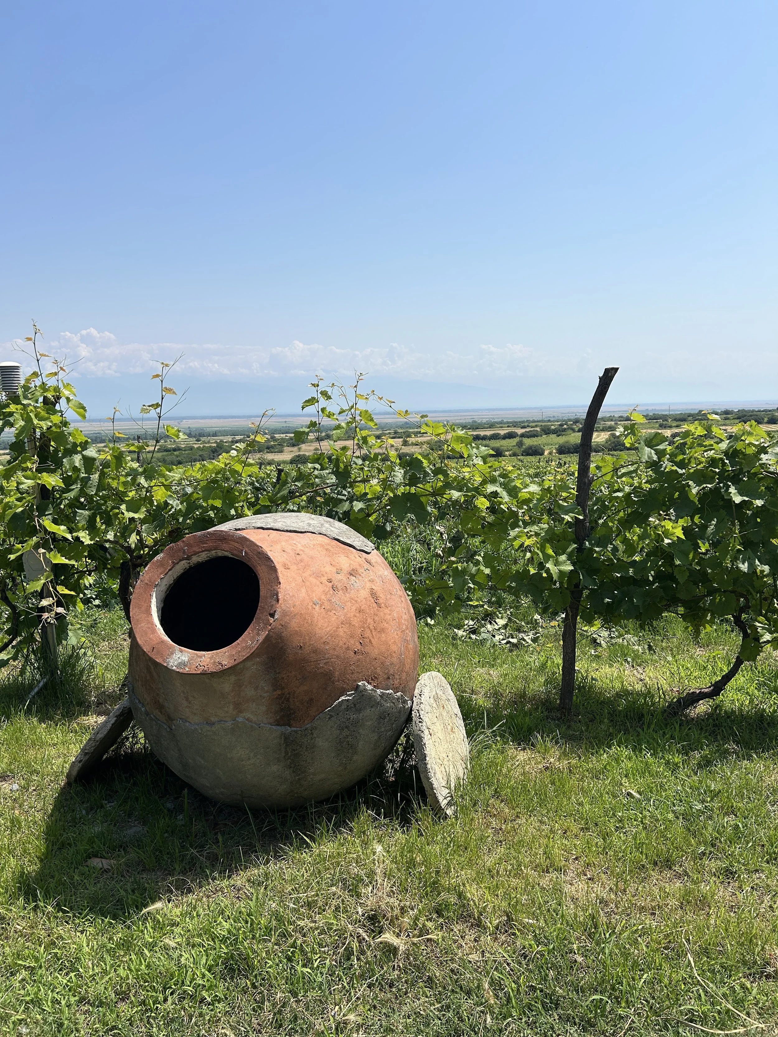 A rustic clay pot lying on the grass in a vineyard, with green vines and a distant horizon under a clear blue sky.