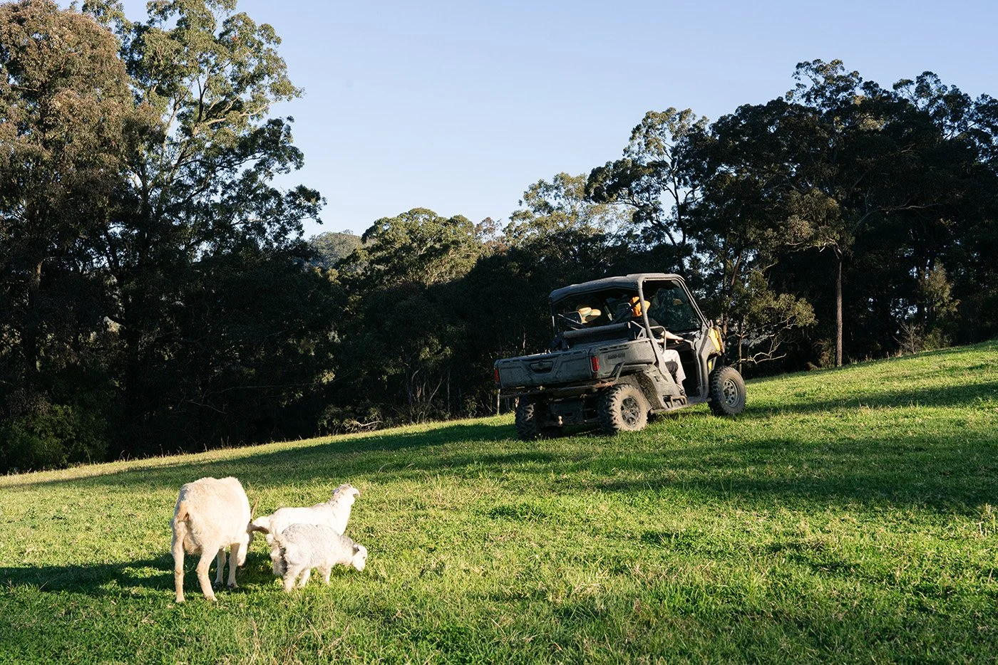 LittleChooksFarm_animals_4.jpg