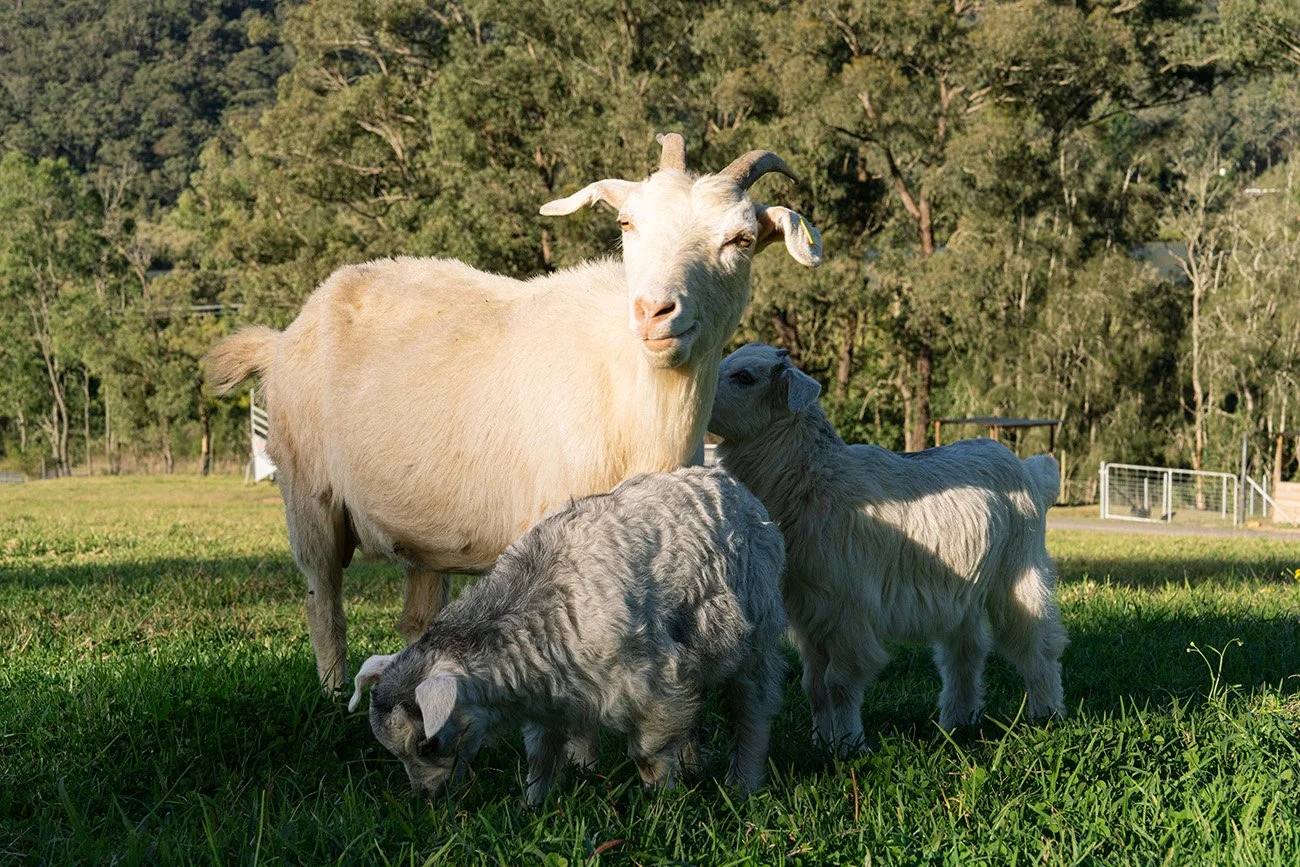 LittleChooksFarm_animals_2.jpg