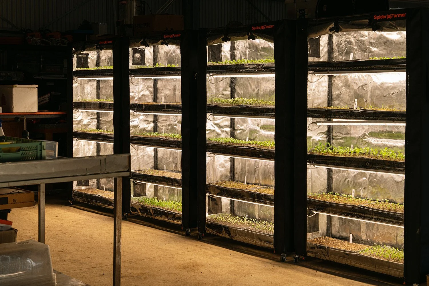 LittleChooksFarm_veg_4.jpg