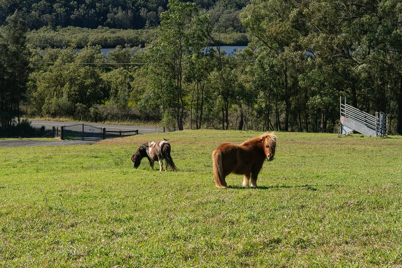 LittleChooksFarm_campground_5.jpg