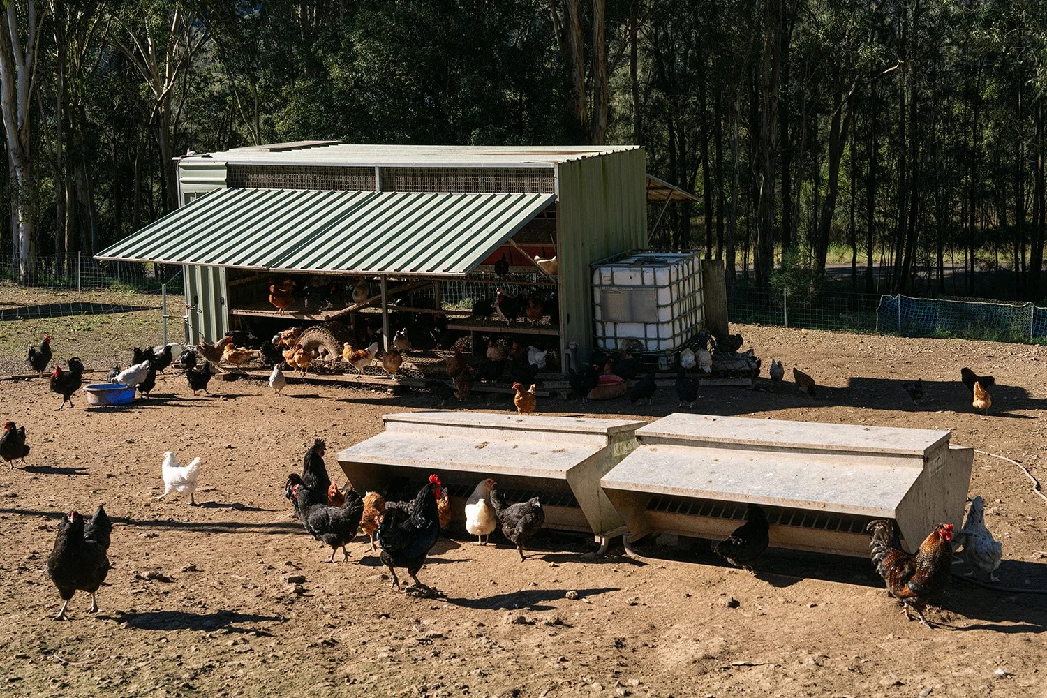 LittleChooksFarm_animals_6.jpg