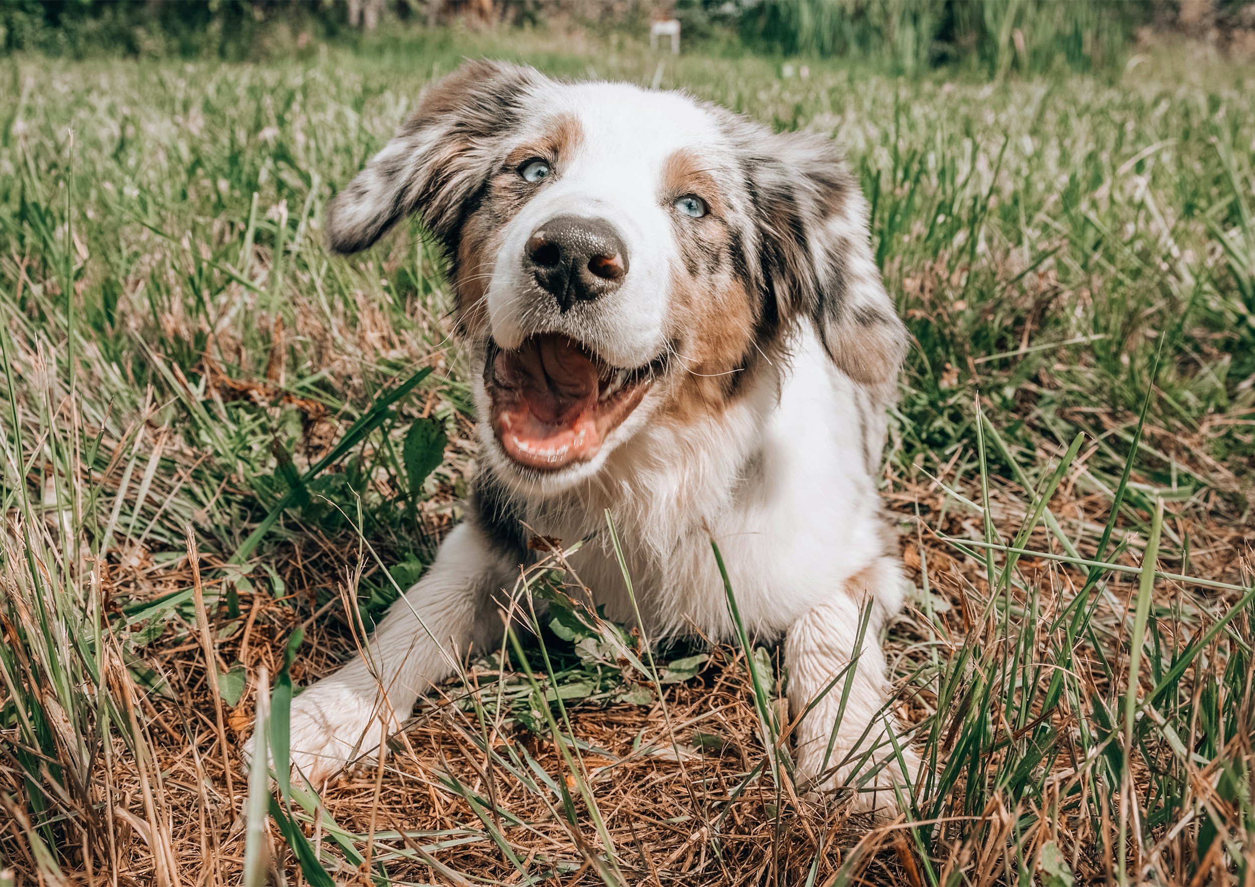A cute Australian Shepherd puppy lying on grass with a happy expression, mouth open, and blue eyes.