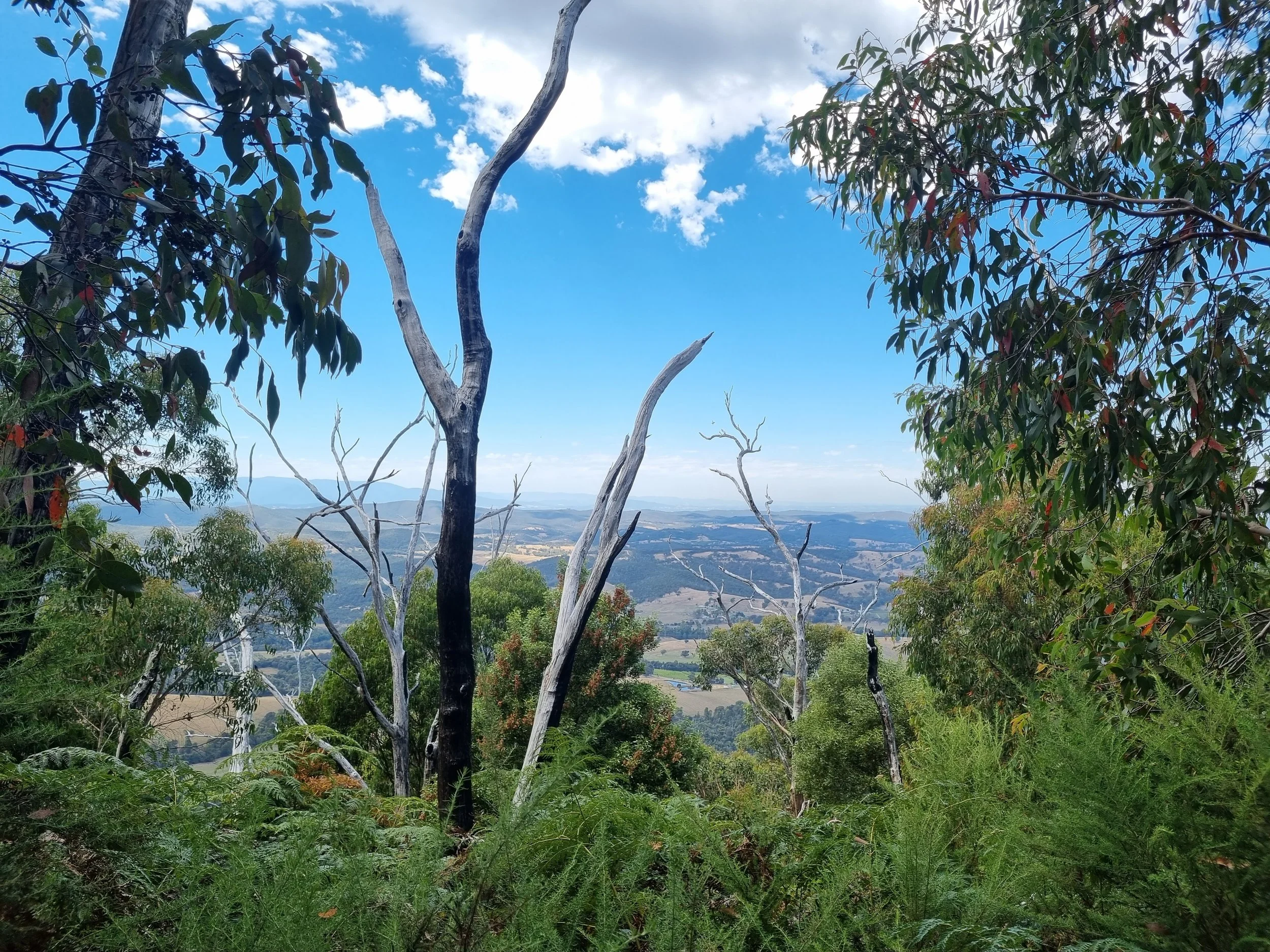 A scenic view of trees on a hillside overlooking a valley with fields and distant mountains under a partly cloudy sky.