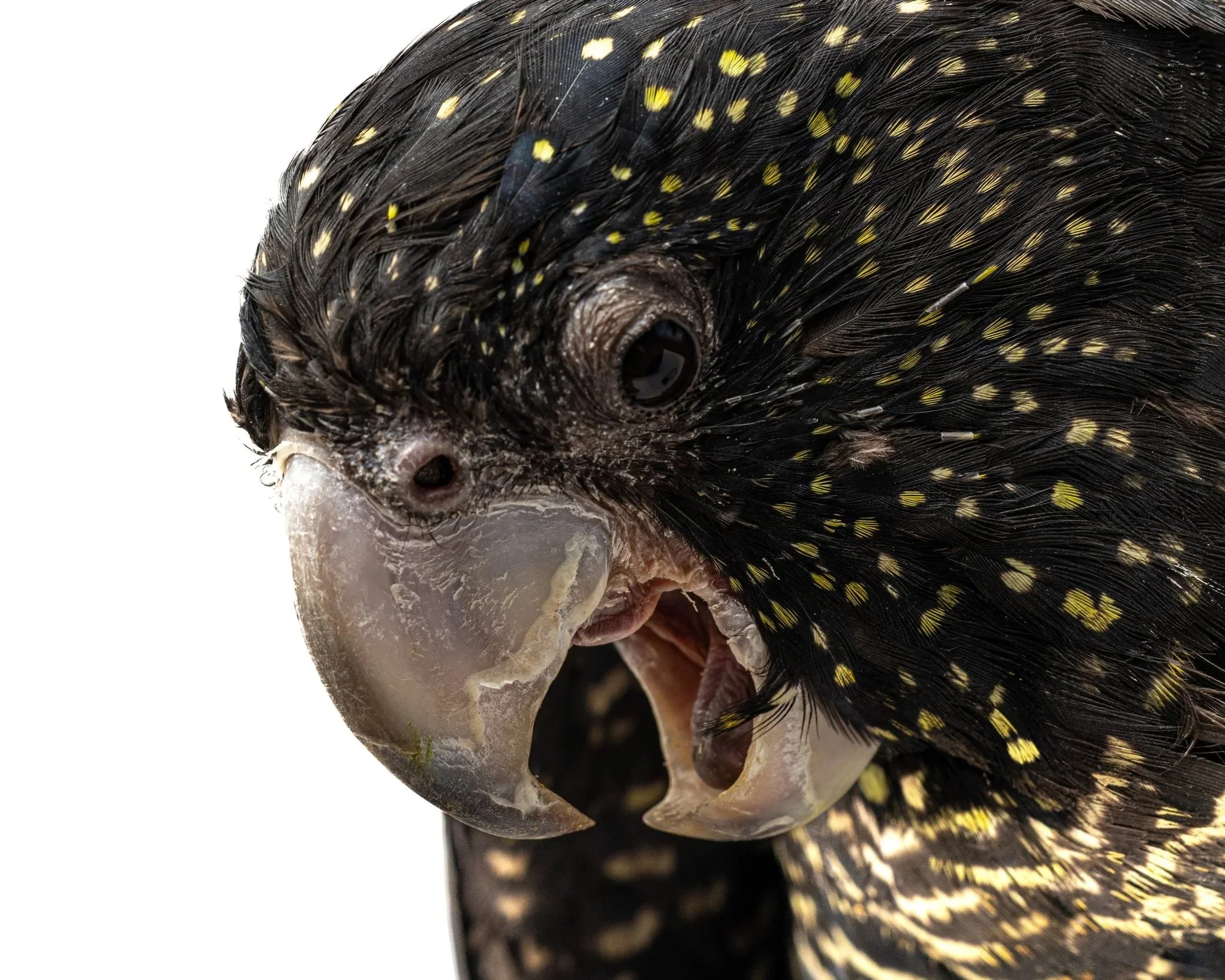 Close-up of a bird's head, showing its eye, beak, and black feathers with yellow spots.