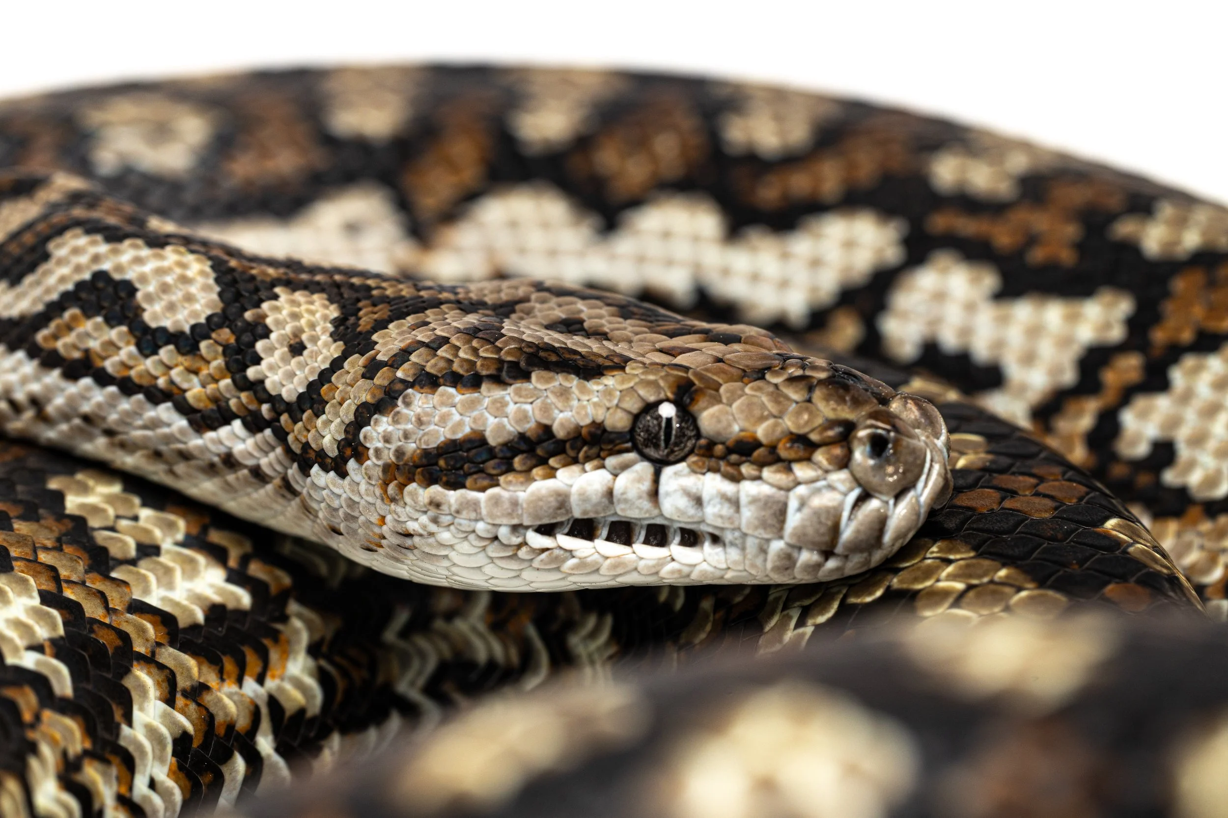 Close-up of a Carpet Python's head and body, showing detailed patterns of brown, black, and cream-coloured scales.