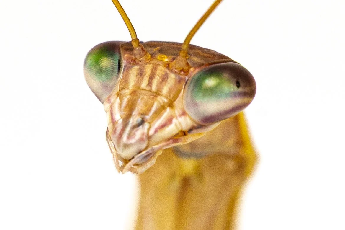 Close-up of a praying mantis head with large green eyes and antennae, against a white background.
