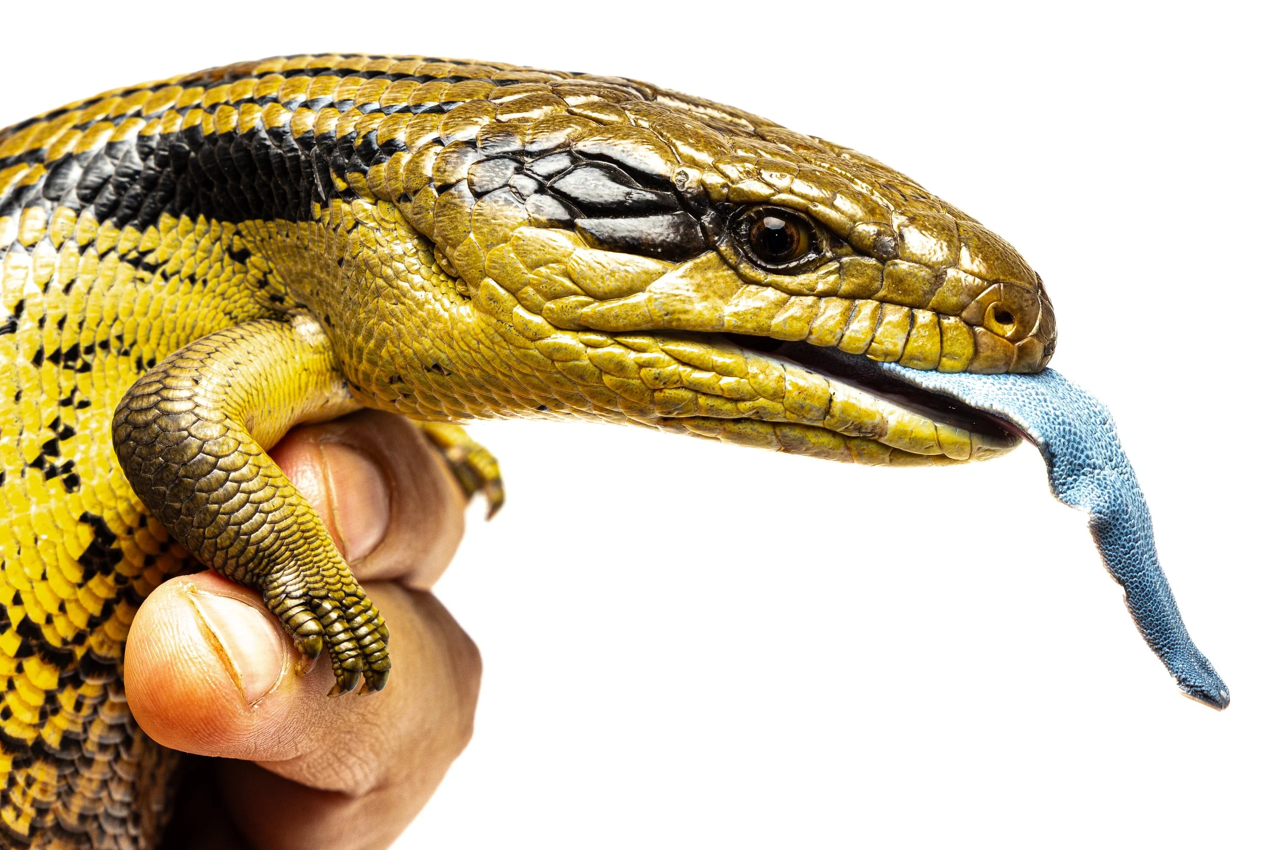 Close-up of a person holding a blue-tongue lizard with yellow and brown scales against a white background, with the lizard flicking its blue tongue.