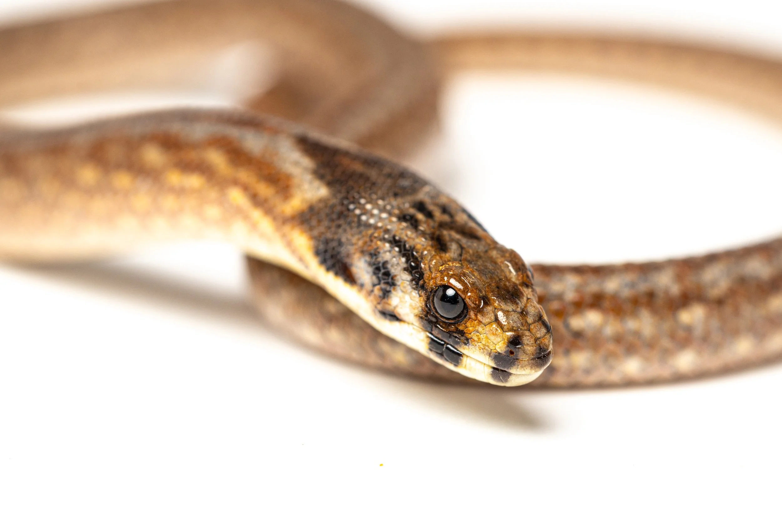 Close-up of a brown, speckled legless lizard's head on a white background.