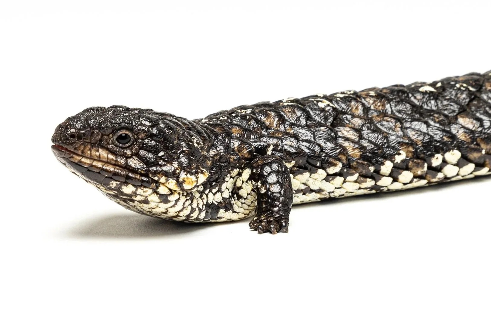 A close-up of a Shingleback Lizard with black and white speckled scales on a white background.