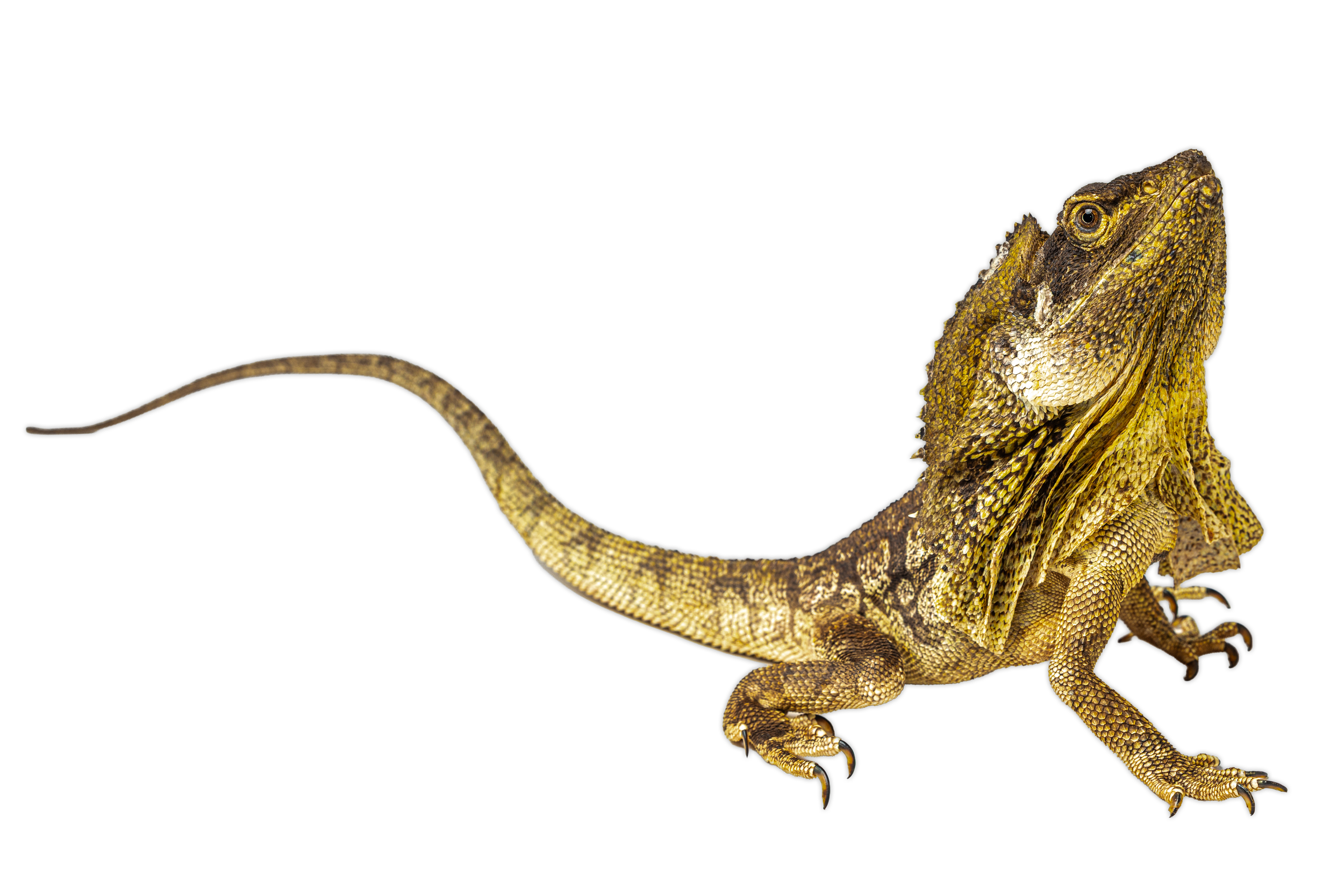 A close-up of a frilled-neck lizard on a white background.