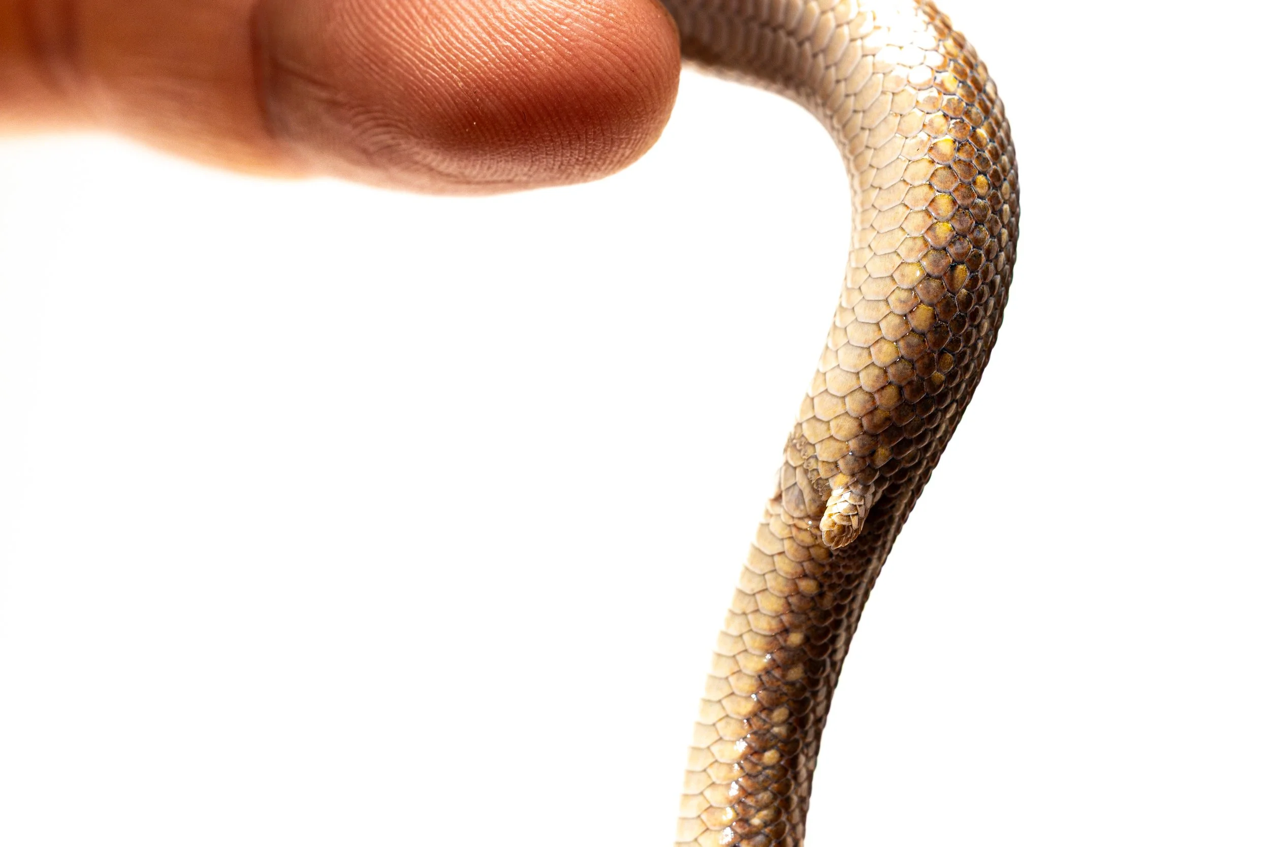 Close-up of a person's finger touching a legless lizard's body.