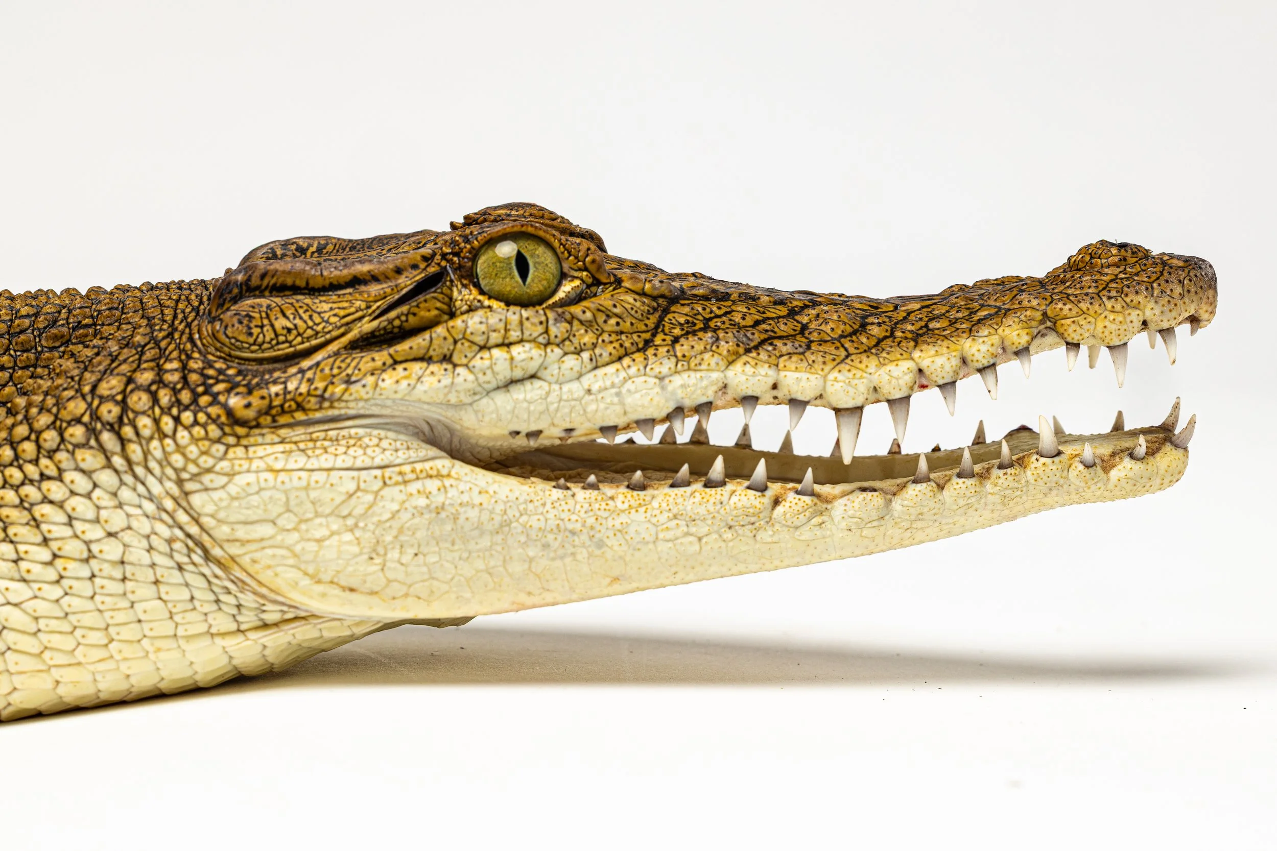 Close-up side view of a crocodile's head with its mouth closed, showing textured scales and a green eye, resting on a white surface against a plain white background.