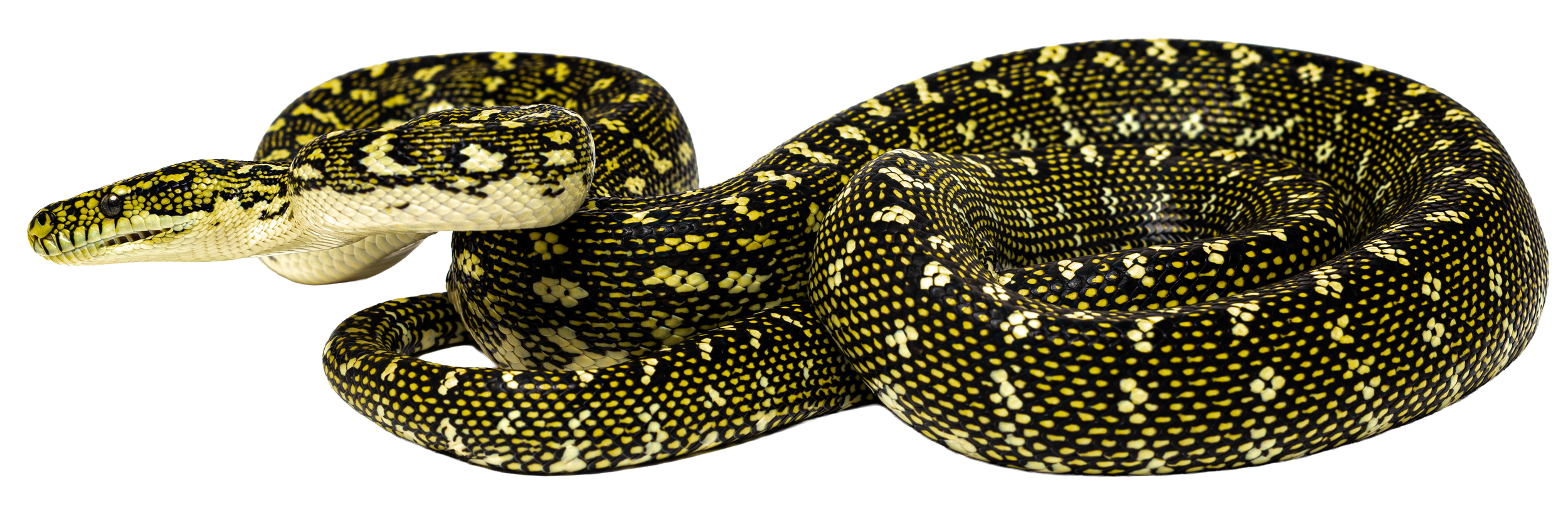 A close-up of a yellow and black patterned snake coiled on a white background.