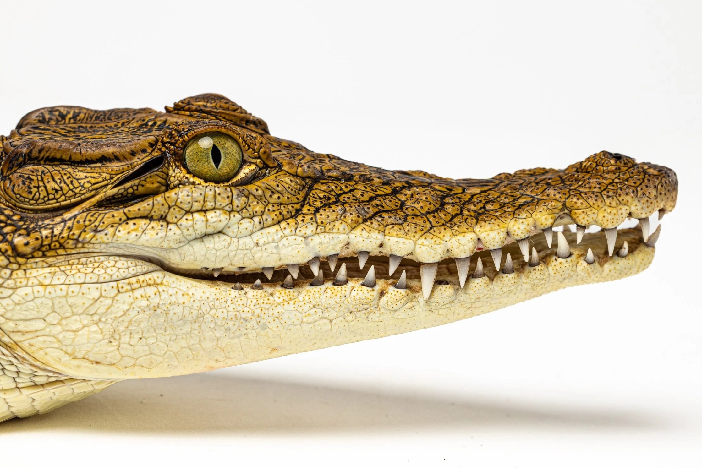 Close-up of a crocodile's head showing its eye, rough scaly skin, and sharp teeth against a white background.