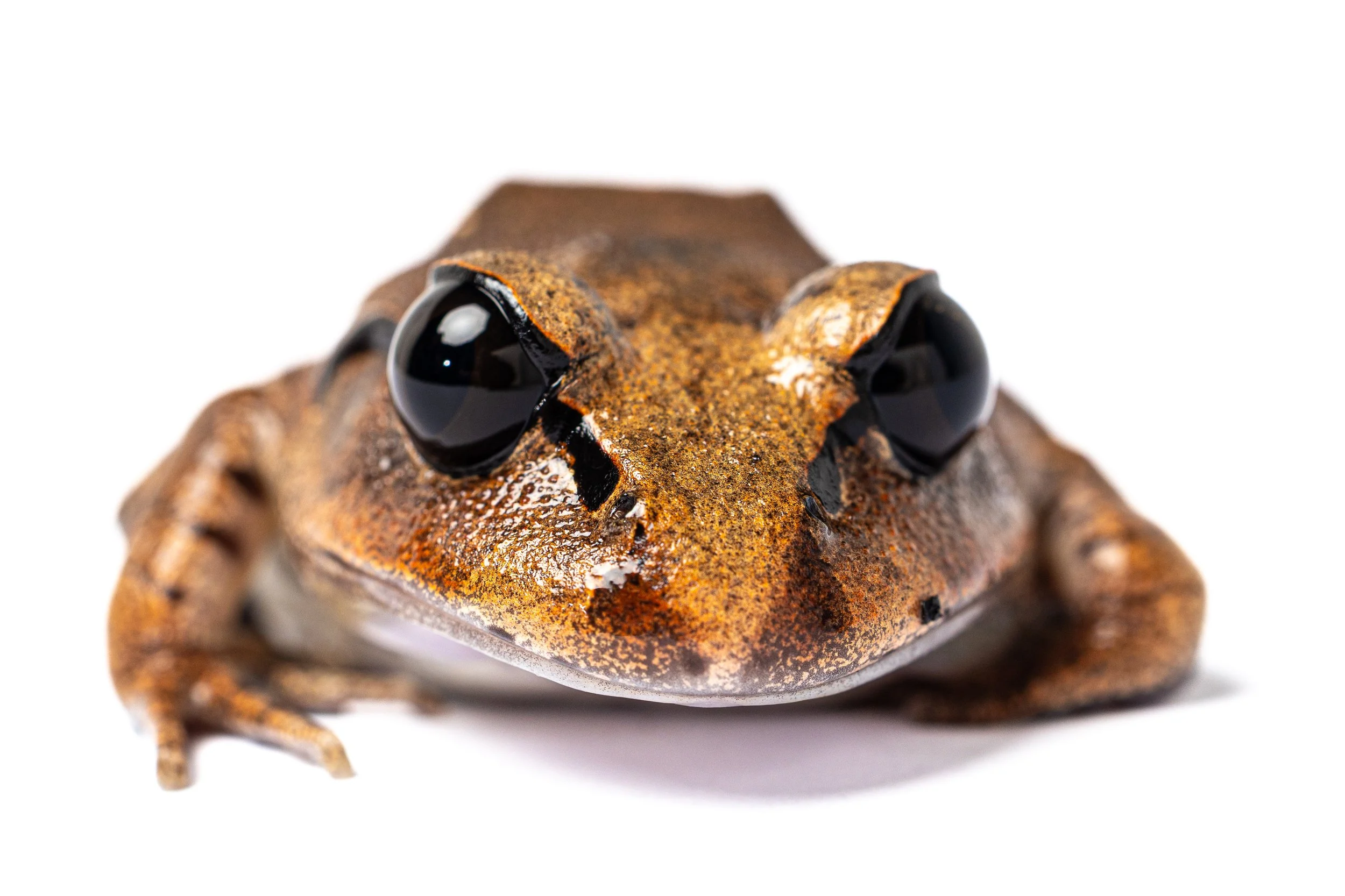 Close-up of a frog with glossy black eyes, textured brown skin, and a slightly speckled pattern, against a plain white background.