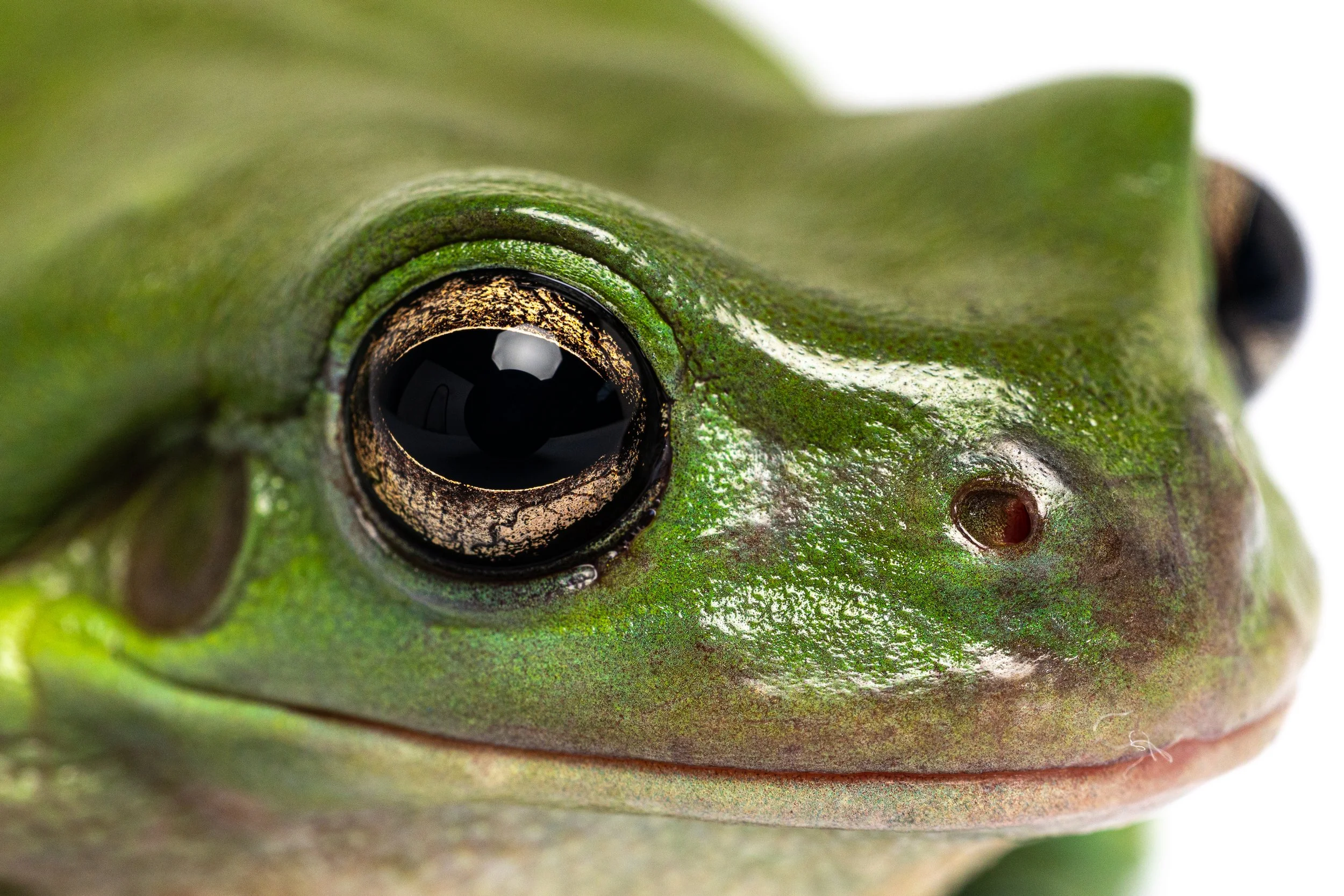 Close-up of a frog's face showing its eye and green textured skin.