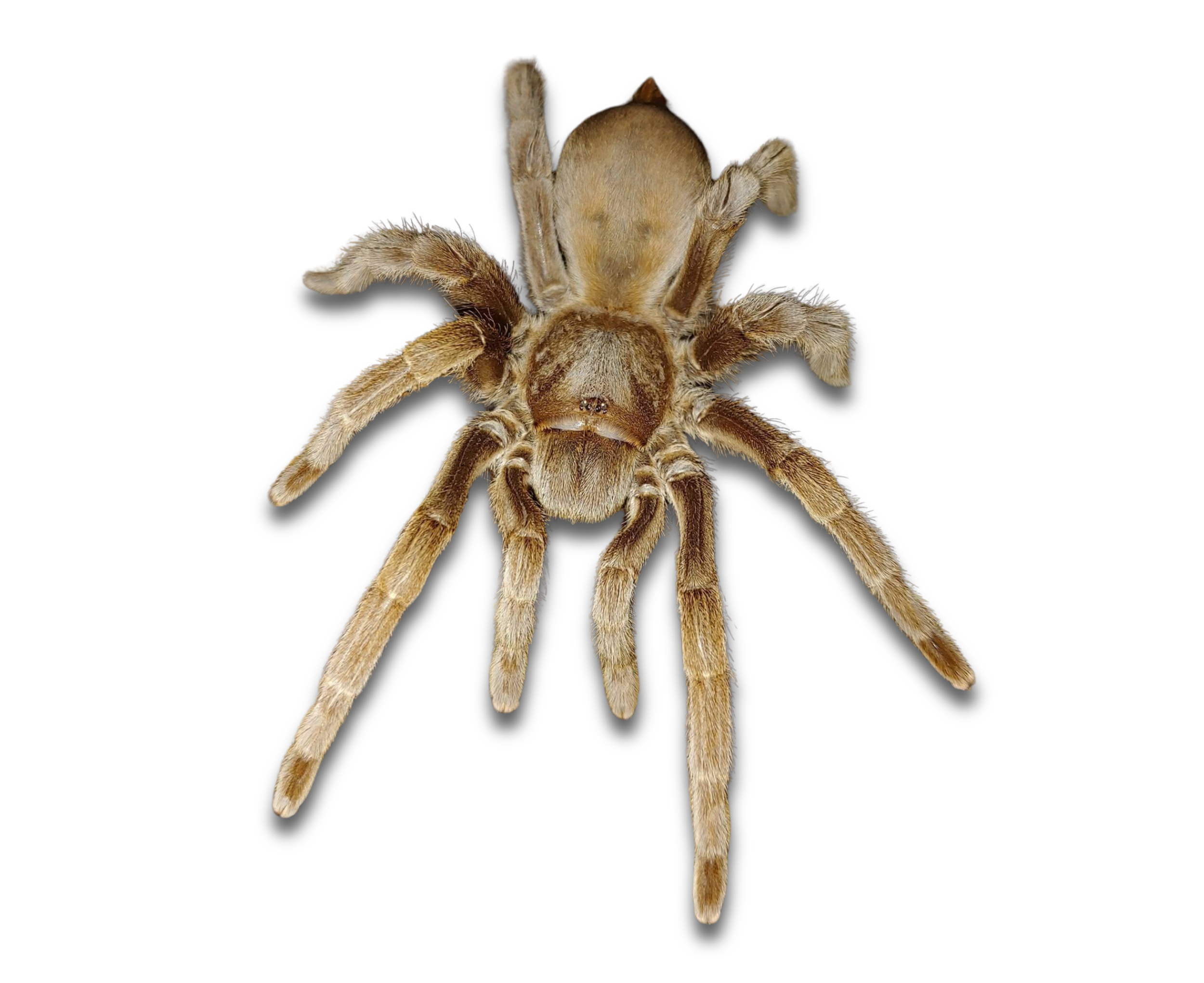 Close-up of a Tarantula.