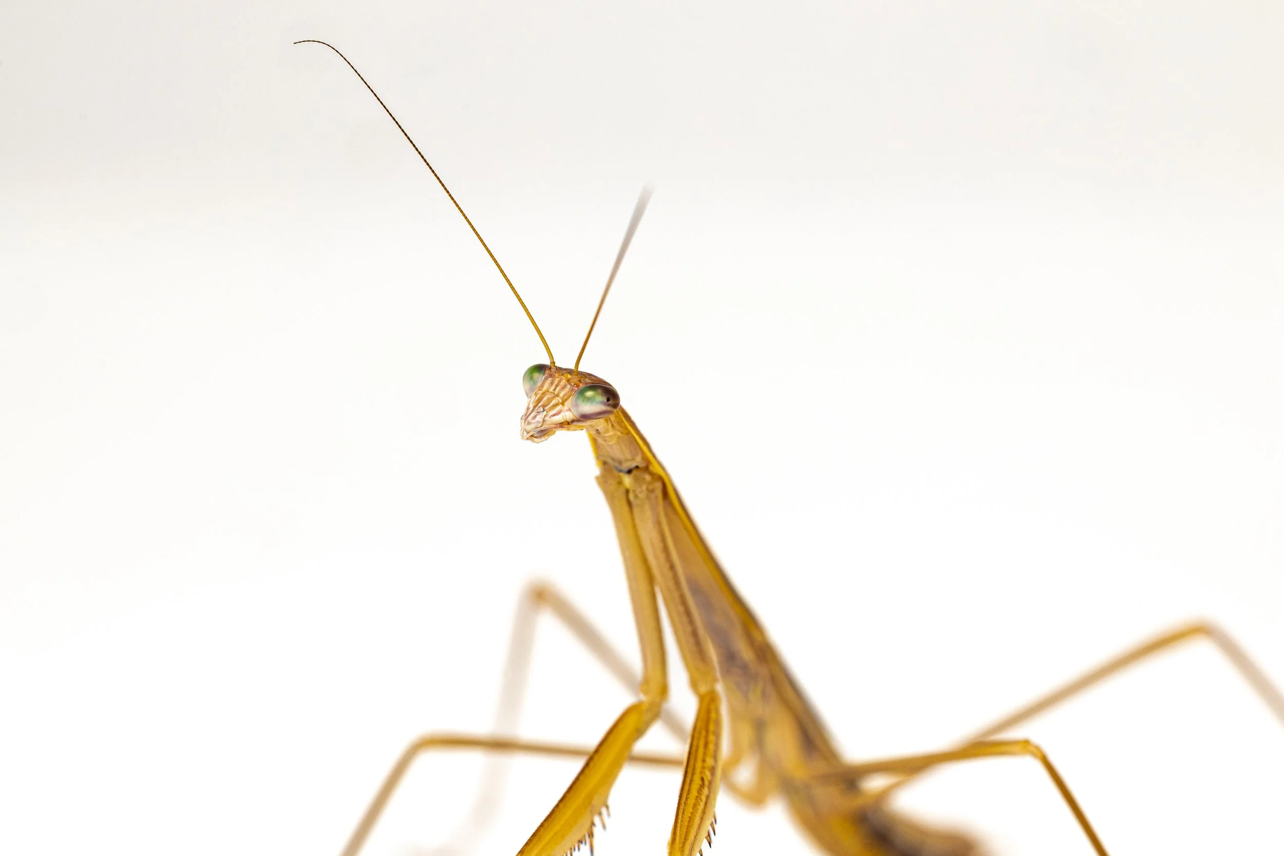 Close-up of a praying mantis with a white background, showing its head, eyes, antennae, and part of its yellow-brown segmented body and legs.