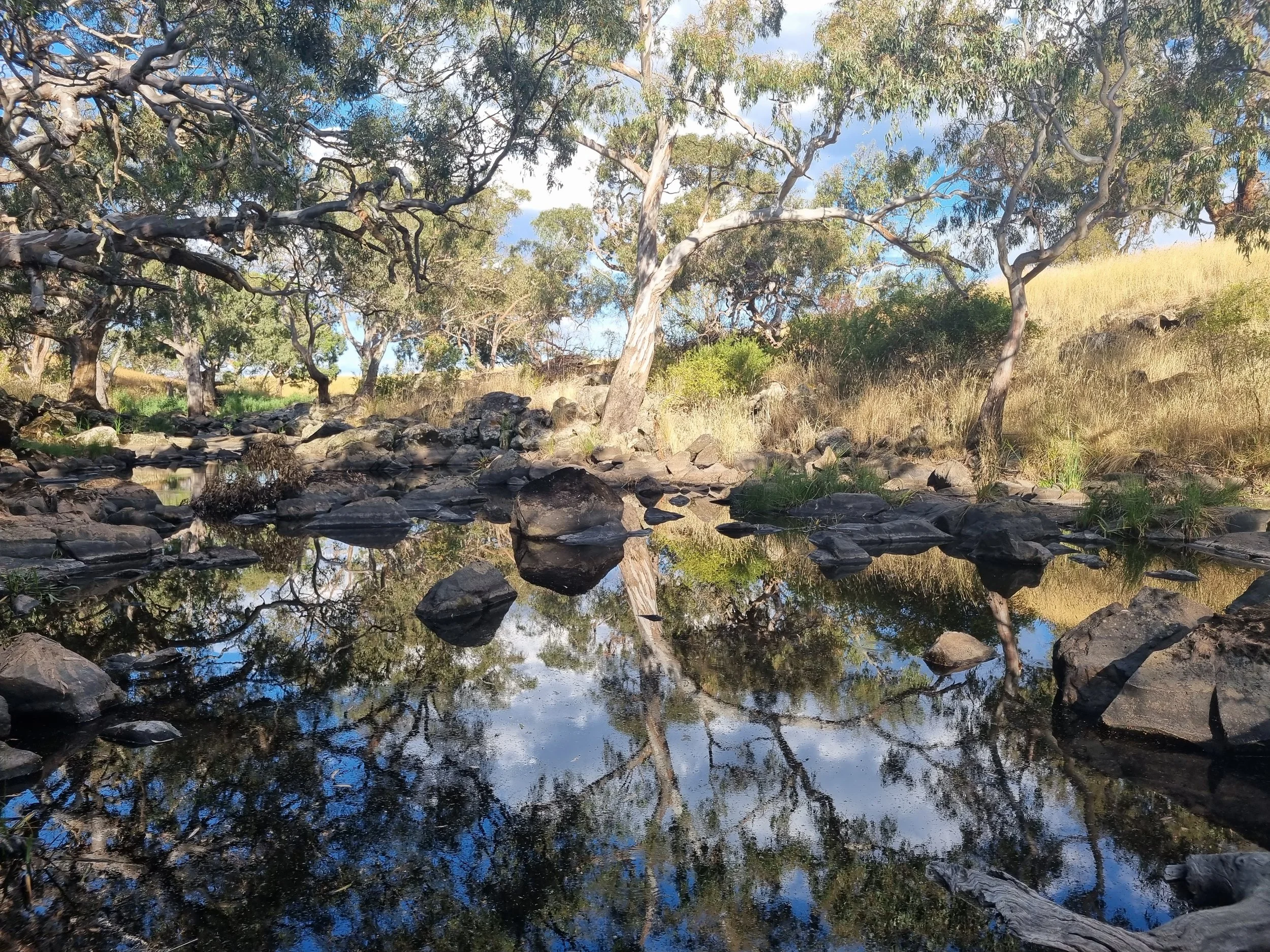 A landscape of trees with green leaves and gnarled branches near a calm body of water that reflects the trees and sky, with rocks and dry grass along the shoreline.