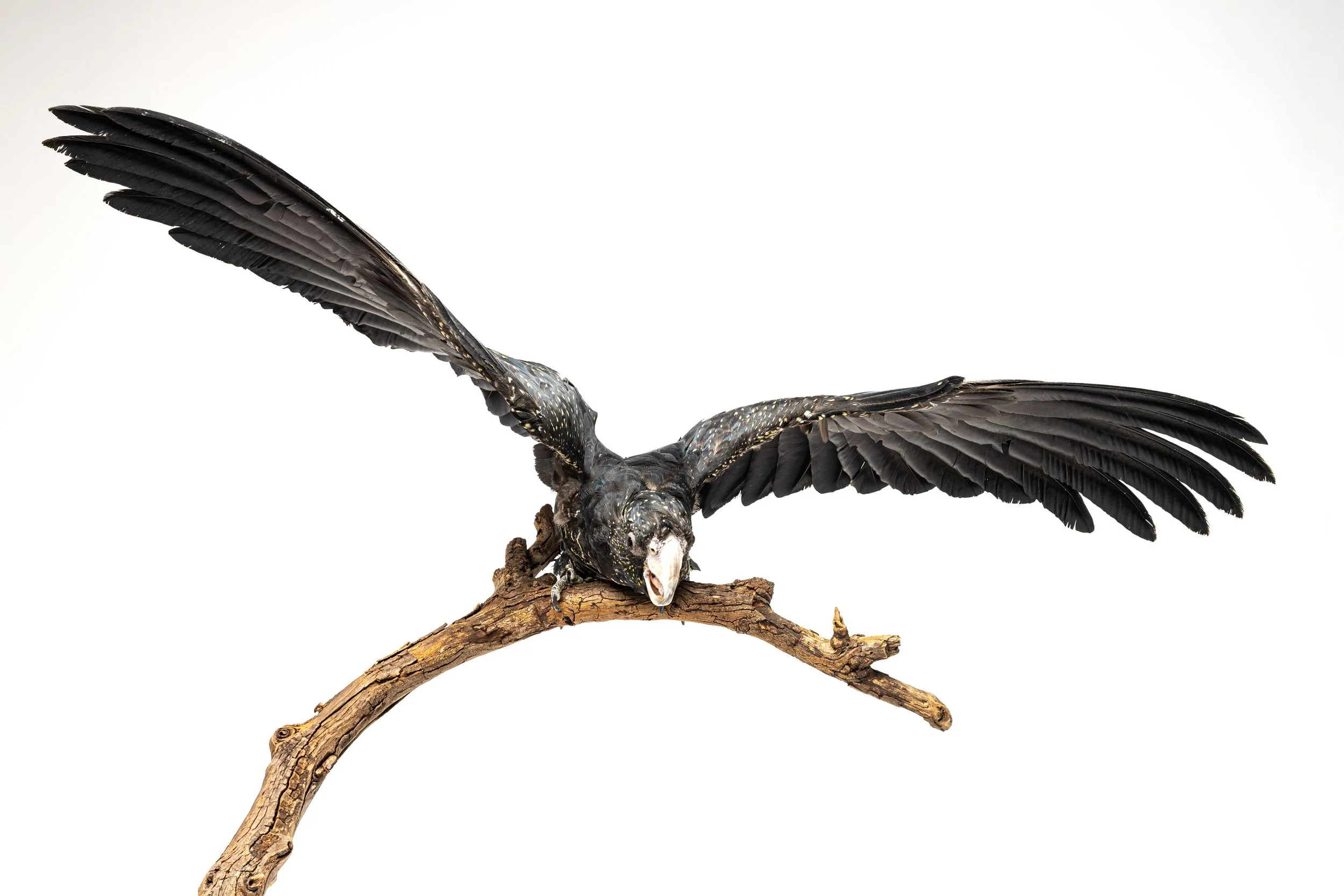 A red-tailed black cockatoo, perched on a branch with its wings extended downward against a plain white background.