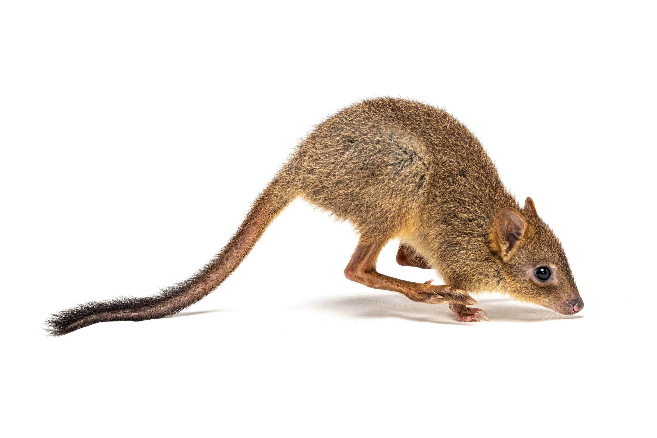 A woylie standing on its hind legs and leaning foreward onto it's front paws on a white background.