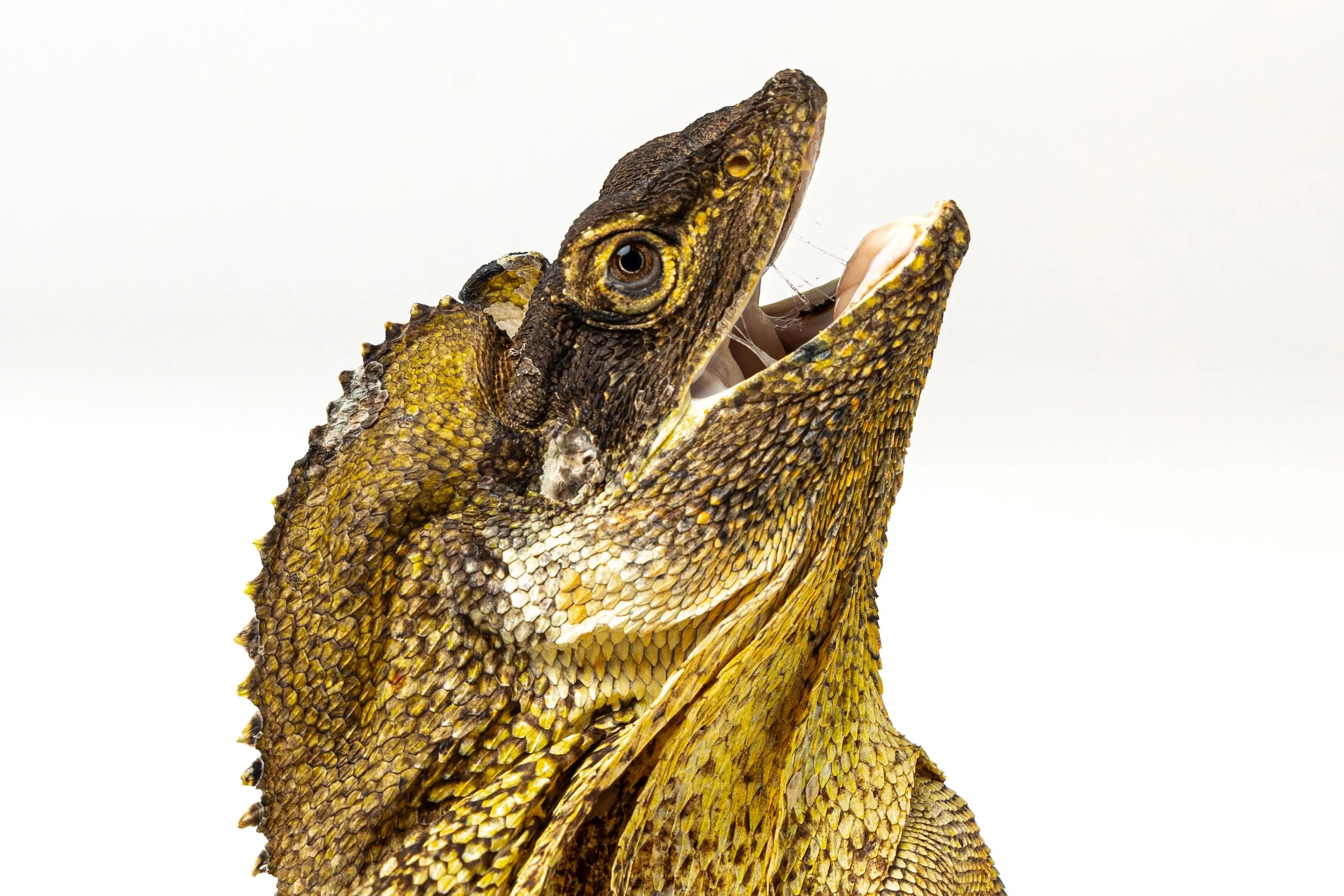 A close-up of a frilled-neck lizard with yellow and brown scales, with its head and upper body visible against a white background.