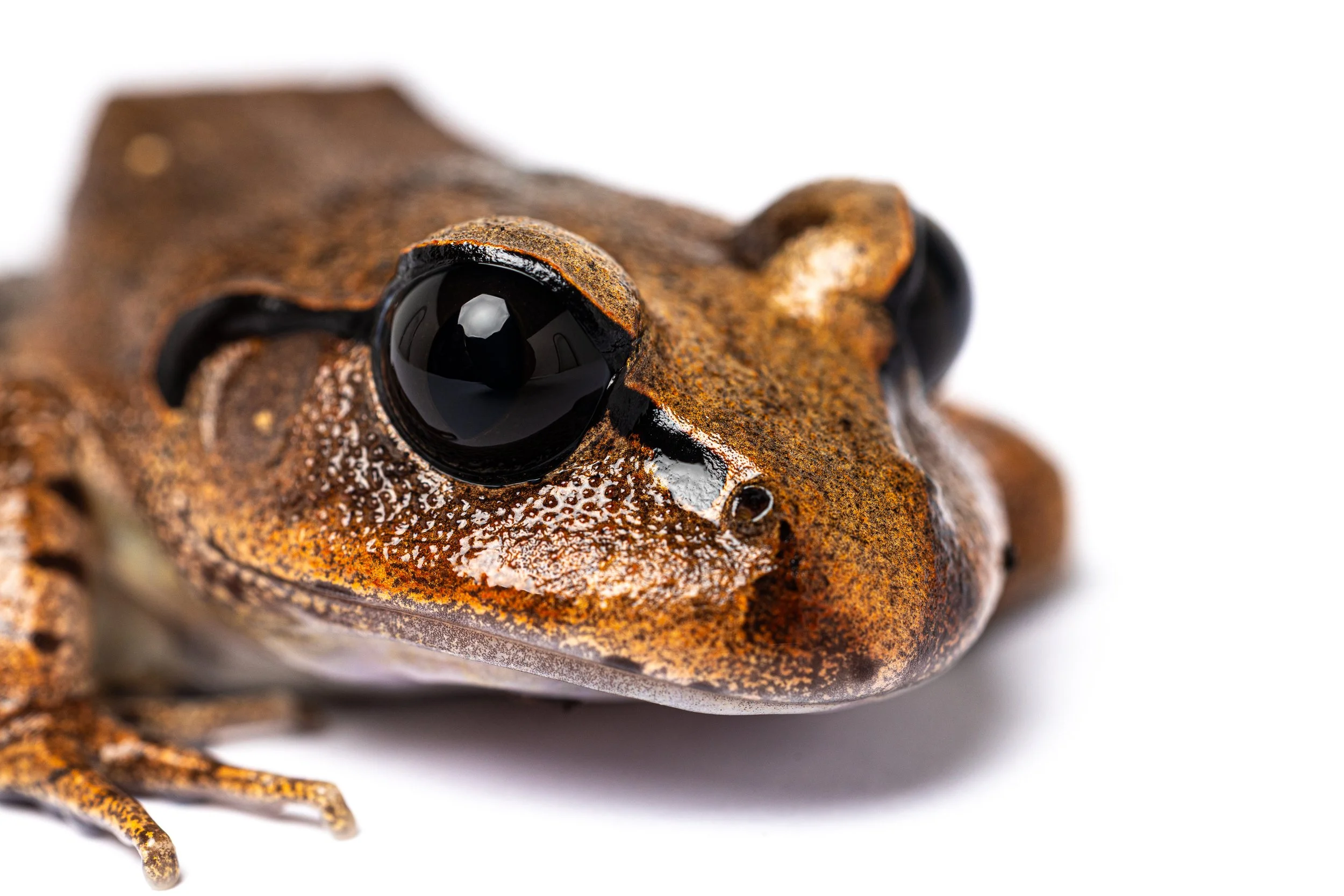 Close-up of a frog's face showing its large, glossy black eyes and textured, brownish skin.