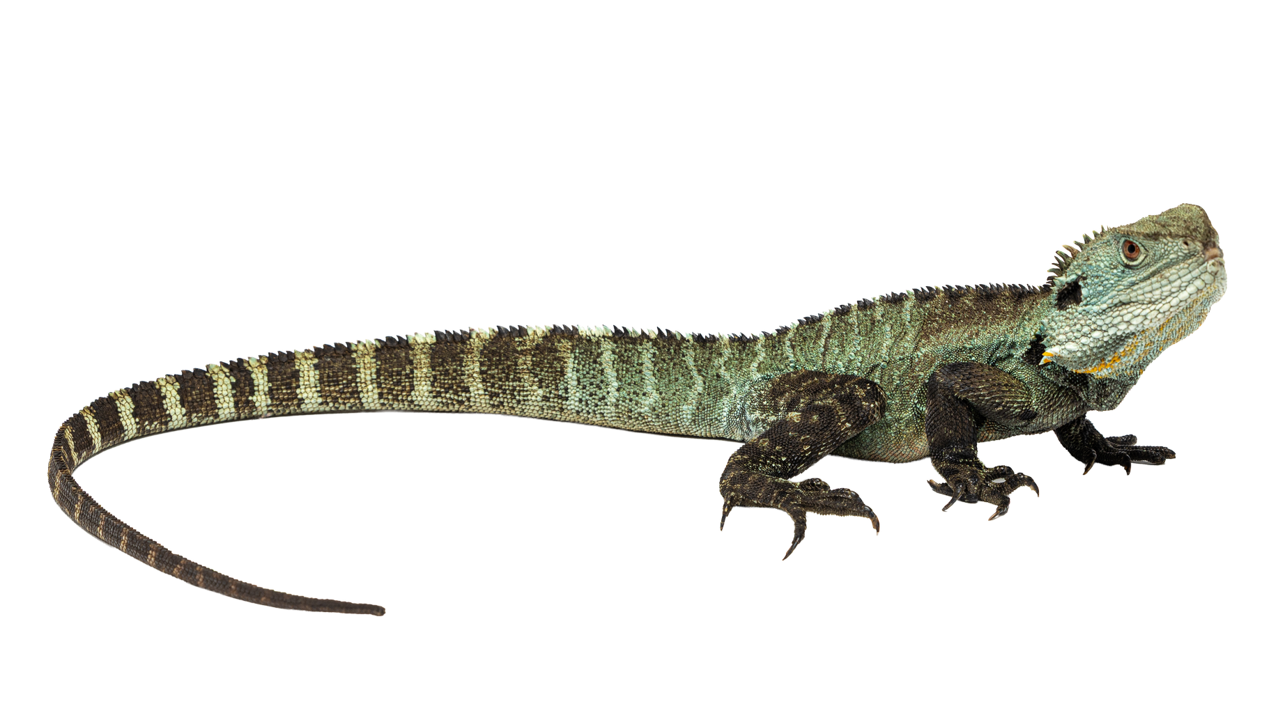 A water dragon with a green and brown striped patterns patterned tail and spiked crest on its back, lying on a white surface.