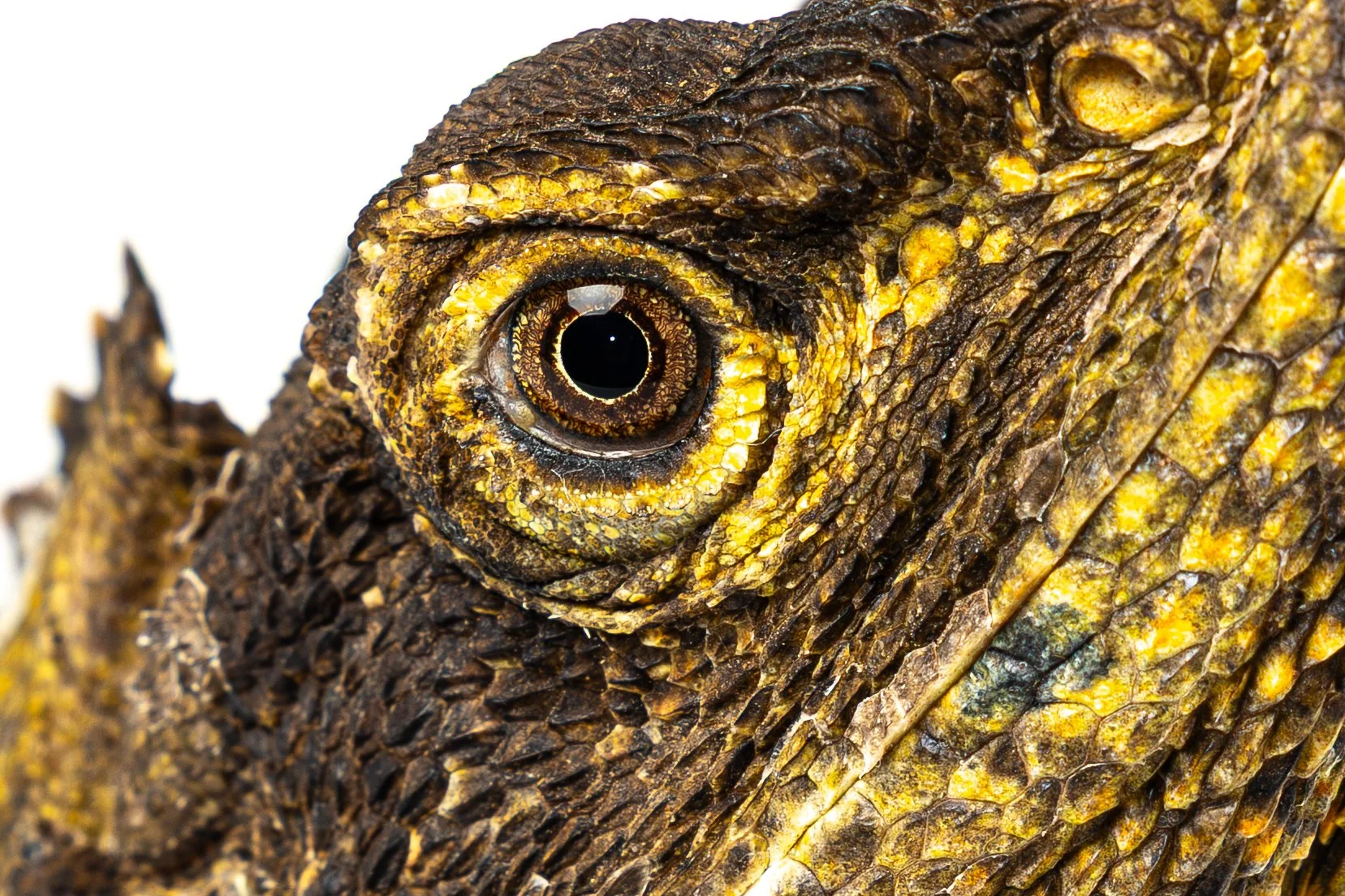 Close-up of a frilled-neck lizard's head, showing detailed textured scales and a large, round eye.