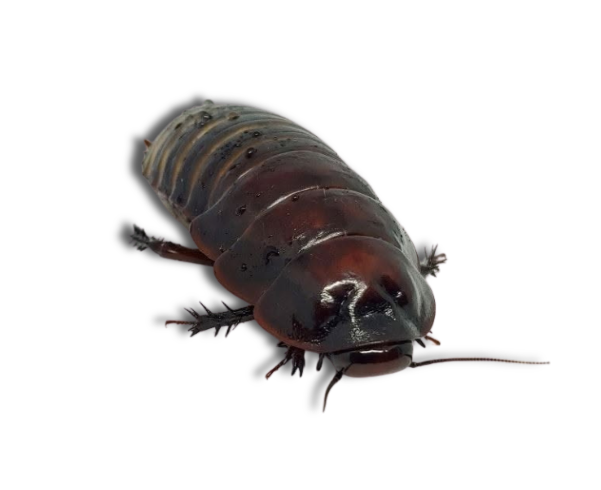 Close-up of a dark brown Giant Burrowing Cockroach with numerous legs, curled slightly, on a white background.
