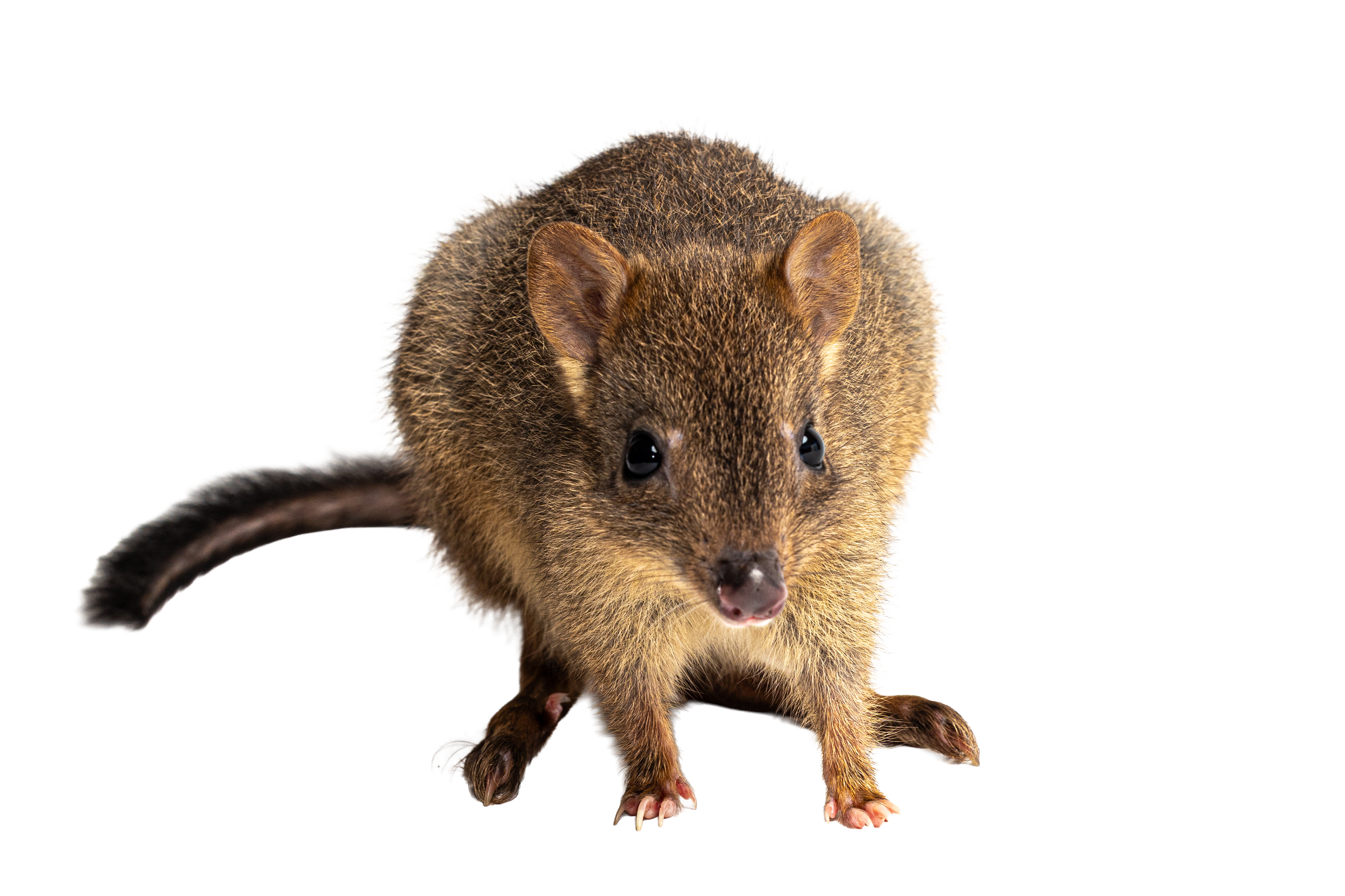 A Woylie with brown fur, rounded ears and dark eyes, looking towards the camera, with its tail visible on the left side of the image.