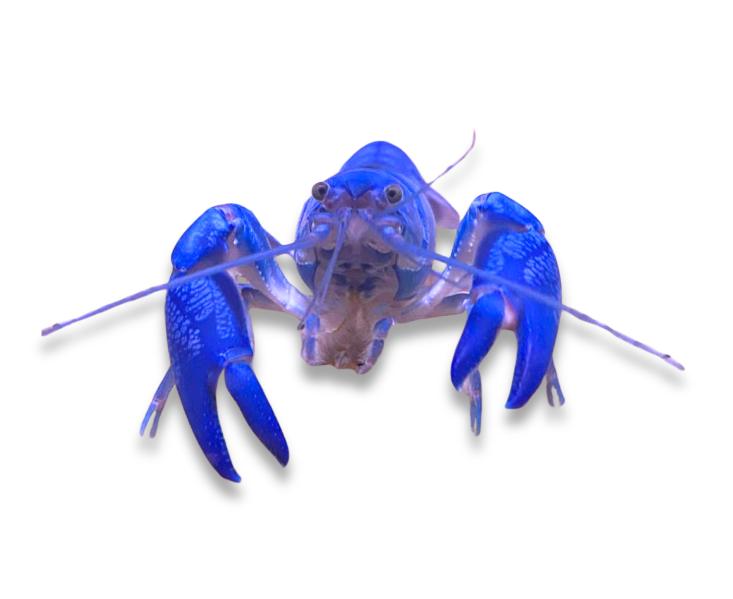 A blue Yabby with detailed claws and antennae on a plain white background.