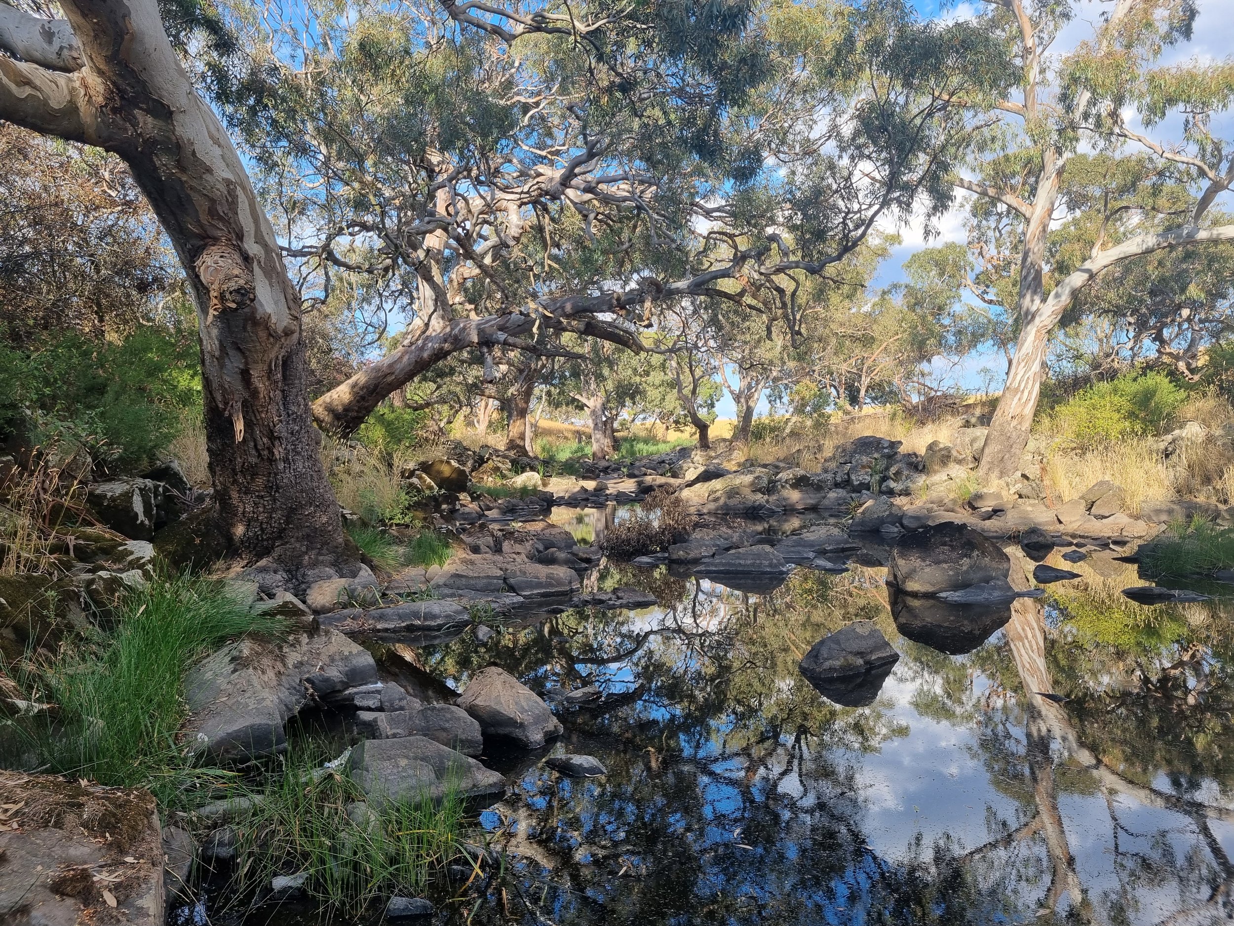 A small creek with reflective water flowing over rocks, surrounded by trees with green leaves and a bright blue sky with some clouds.