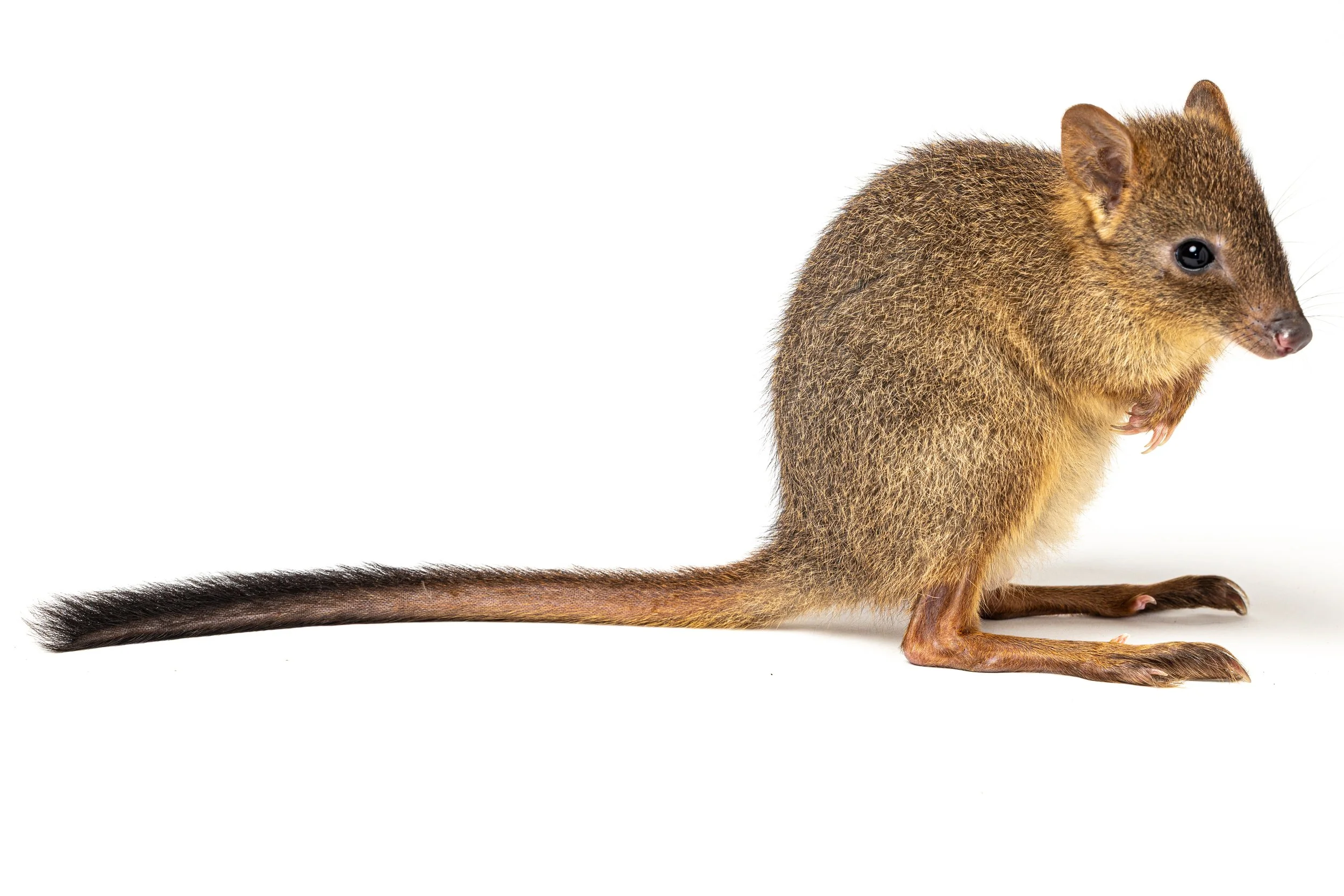 A woylie standing on its hind legs on a white background.