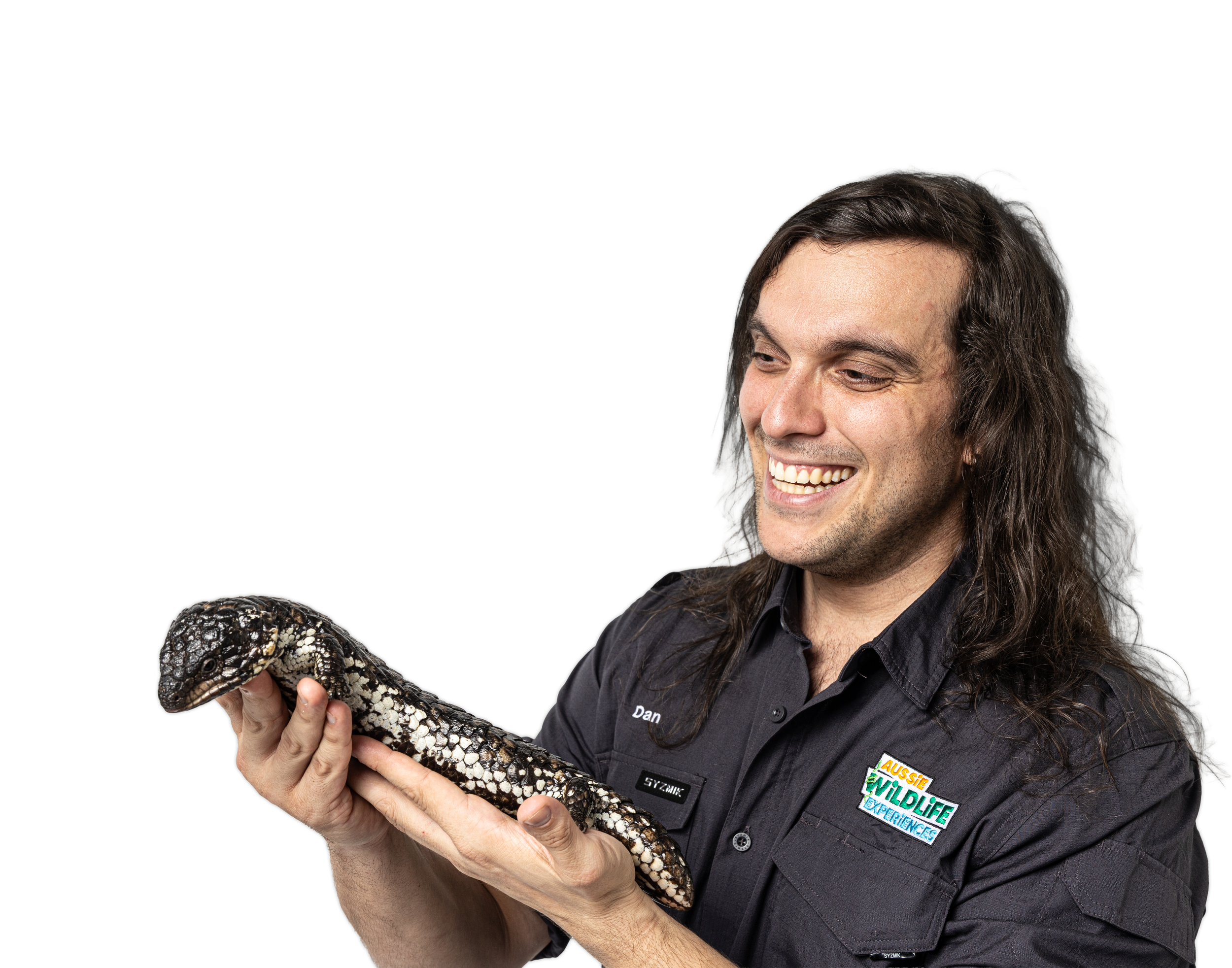 A man with long hair, wearing a black shirt with the Aussie Wildlife Experiences logo, is smiling while holding a Shingleback lizard.
