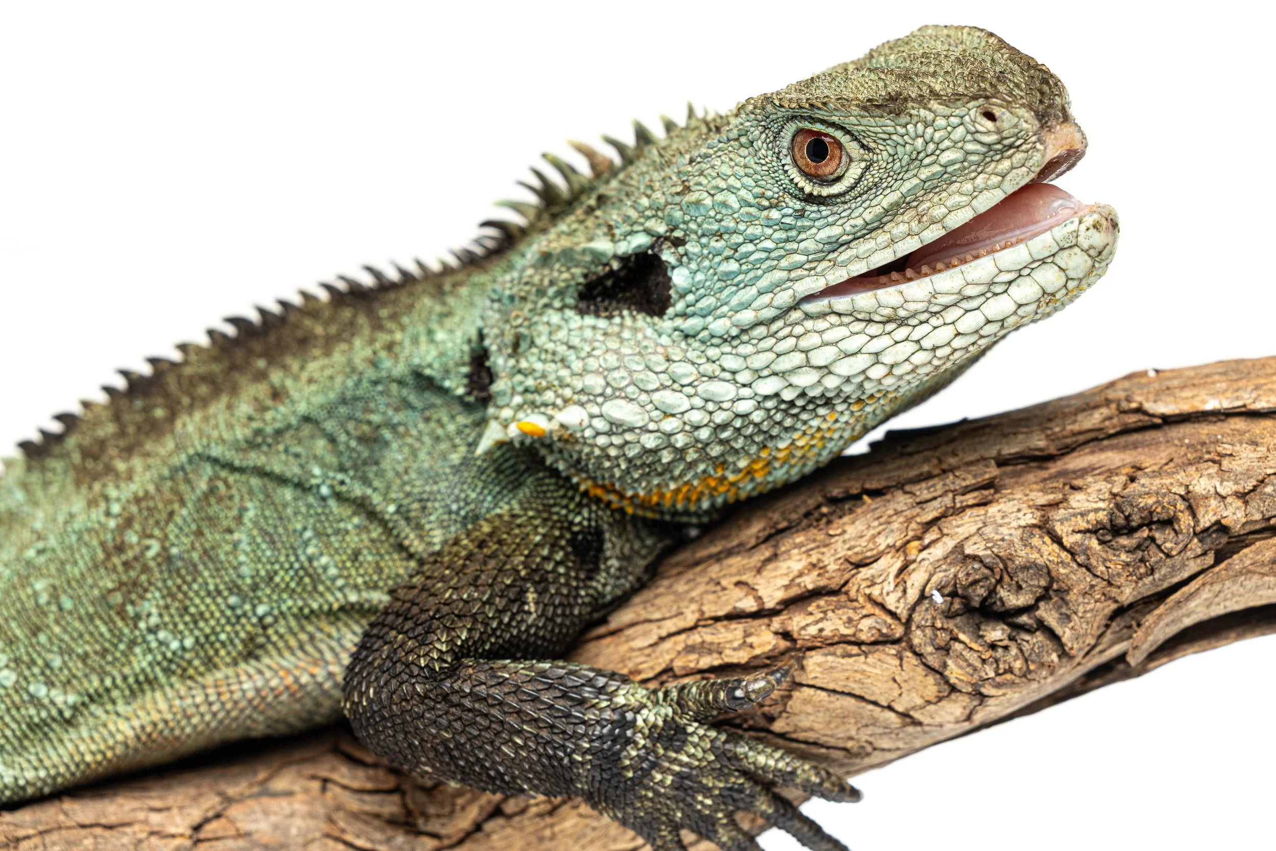 Close-up of a Water Dragon resting on a textured tree branch, showing detailed scales and a spiked back.