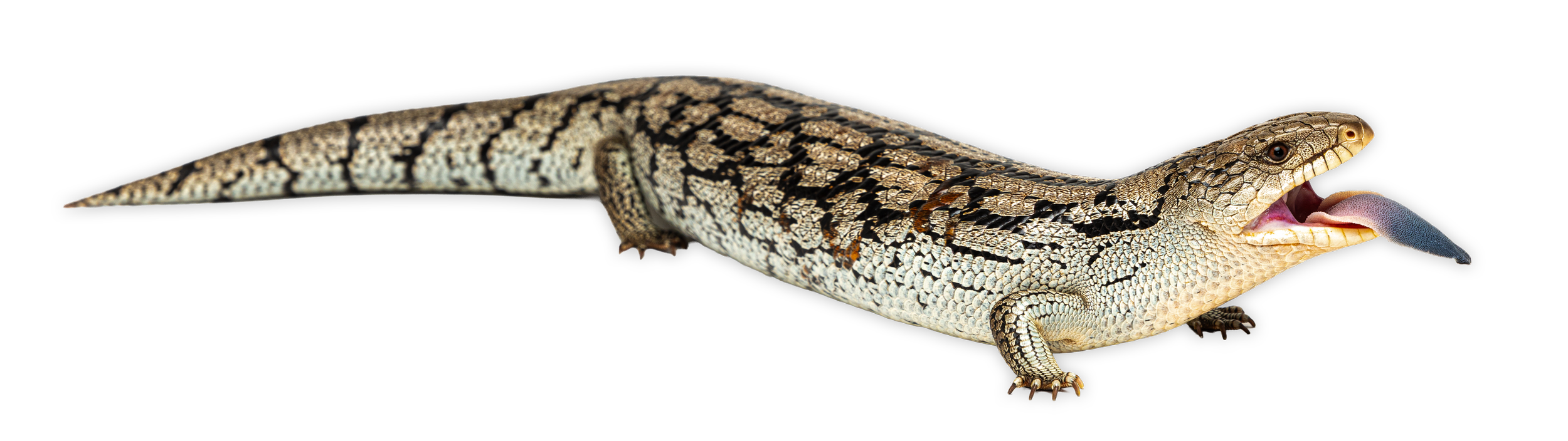 A blue-tongue lizard, patterned scales in beige, brown, and black colors, and a long tail, with its mouth open and tongue extended.