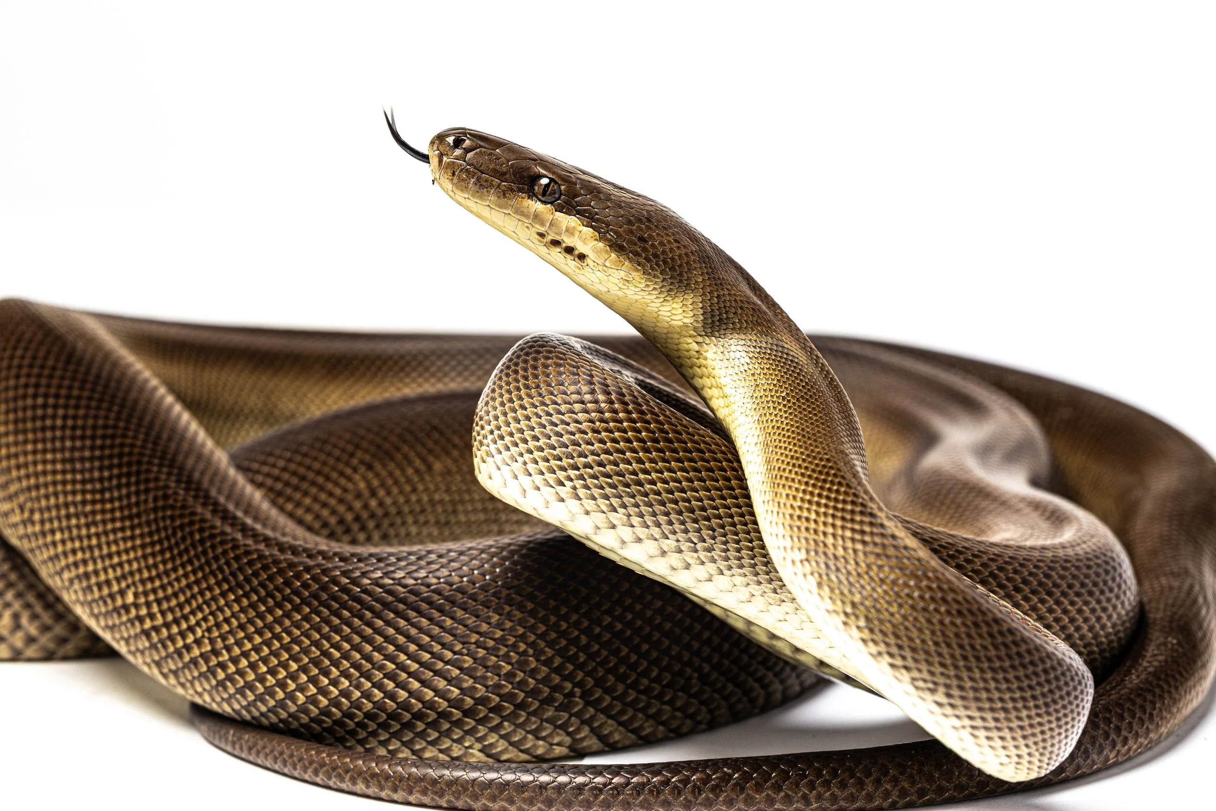 A close-up of an Olive Python with brown and yellow textured scales.