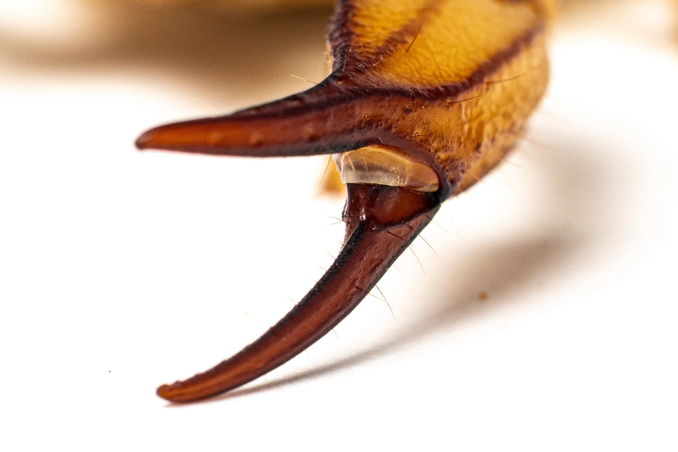 Close-up of a scorpion's pincer.