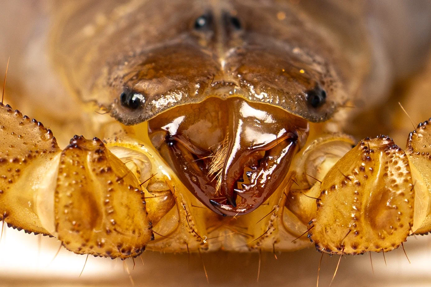 Close-up of a scorpion’s head, showing mouthparts and eyes.